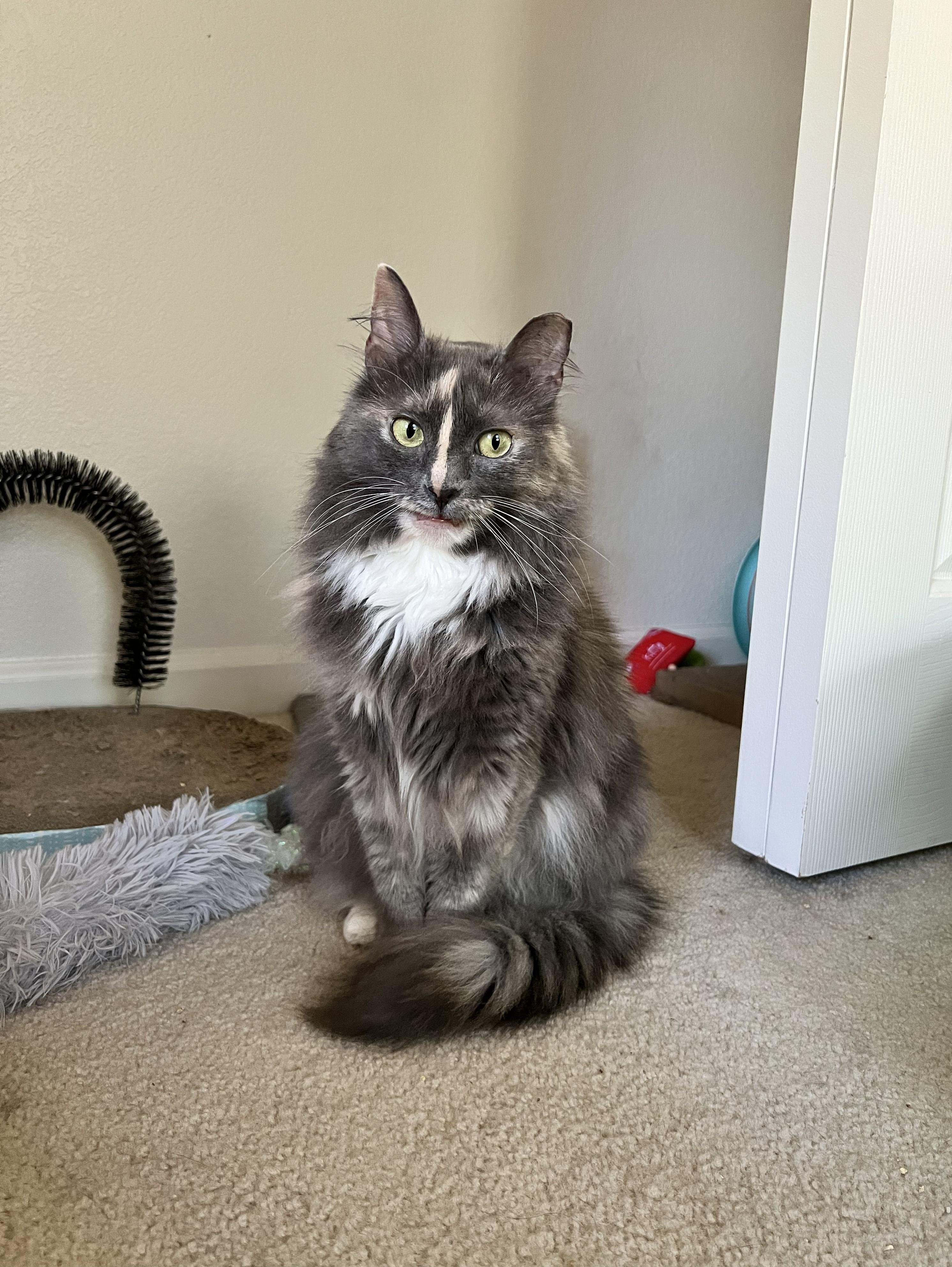 Enlarge Silver, a ADOPTABLE Domestic Long Hair in Elk Grove, CA image 4/5
