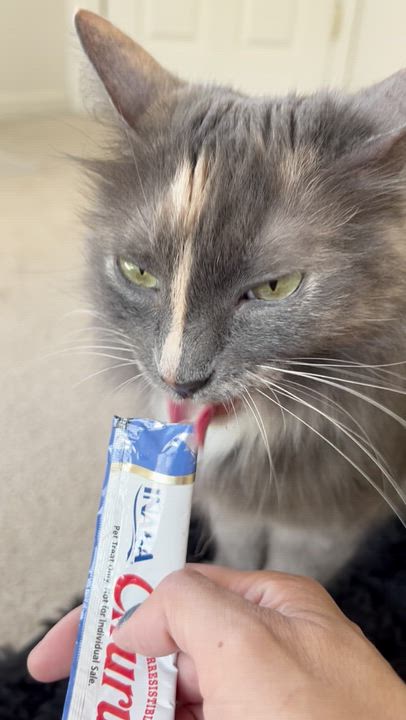 Enlarge Silver, a ADOPTABLE Domestic Long Hair in Elk Grove, CA video 5/5