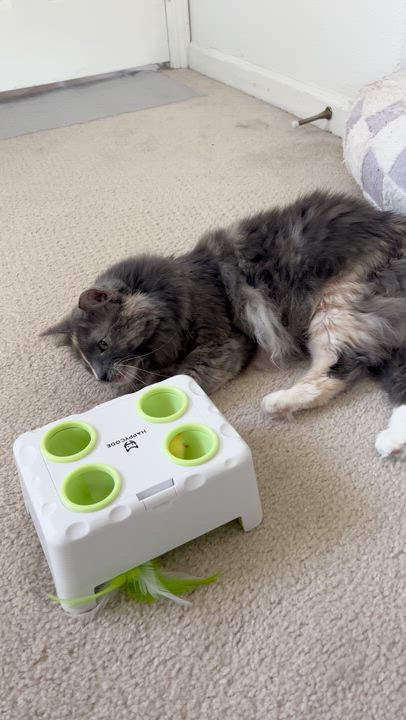 Enlarge Silver, a ADOPTABLE Domestic Long Hair in Elk Grove, CA video 2/5