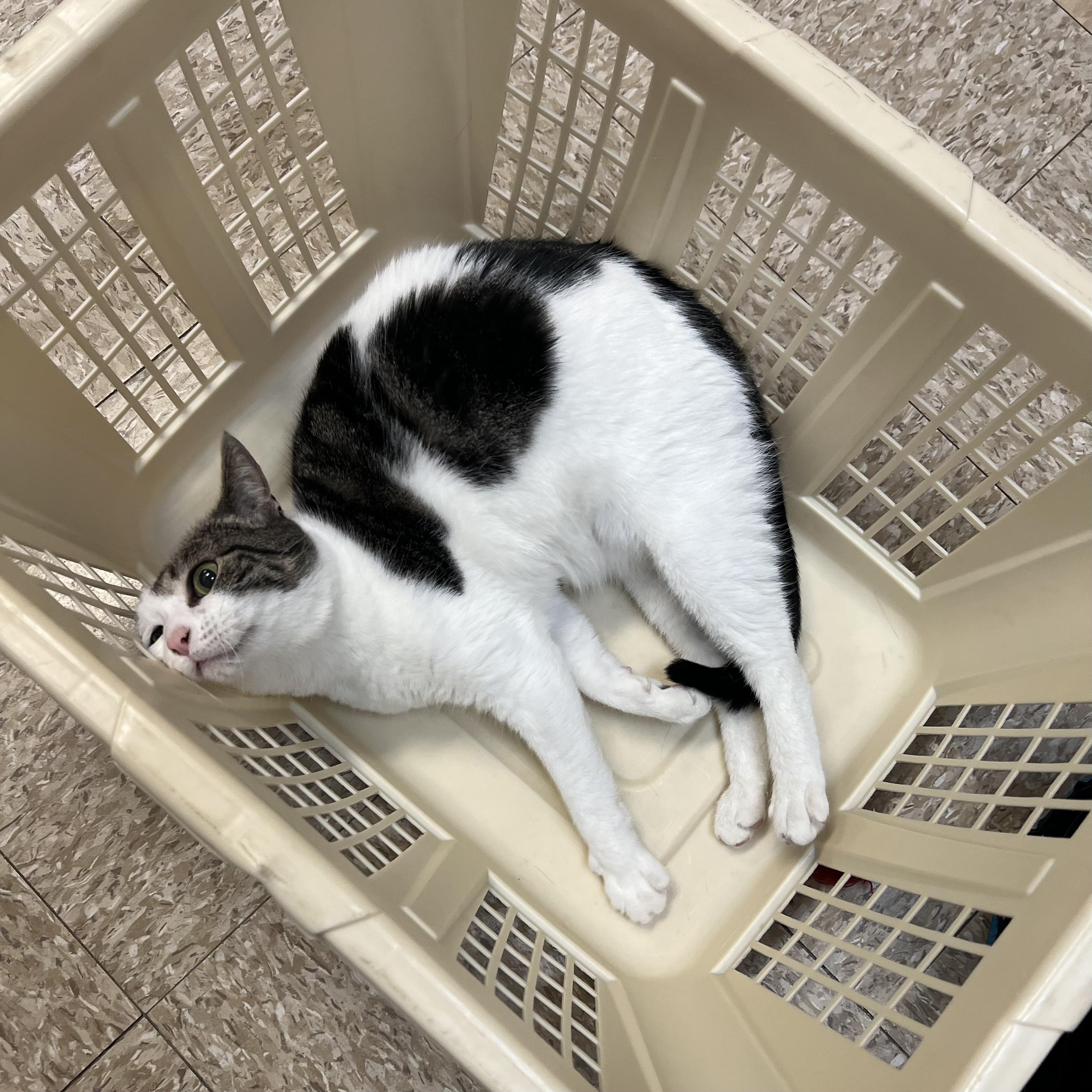 Enlarge Partridge, a ADOPTABLE Domestic Short Hair in Fairmont, MN image 4/6