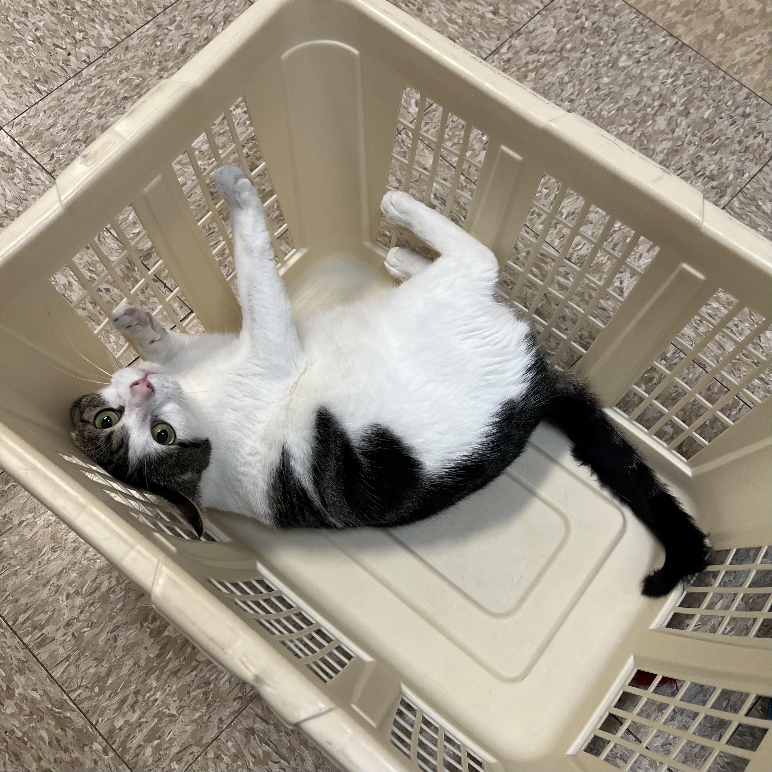 Enlarge Partridge, a ADOPTABLE Domestic Short Hair in Fairmont, MN image 2/6