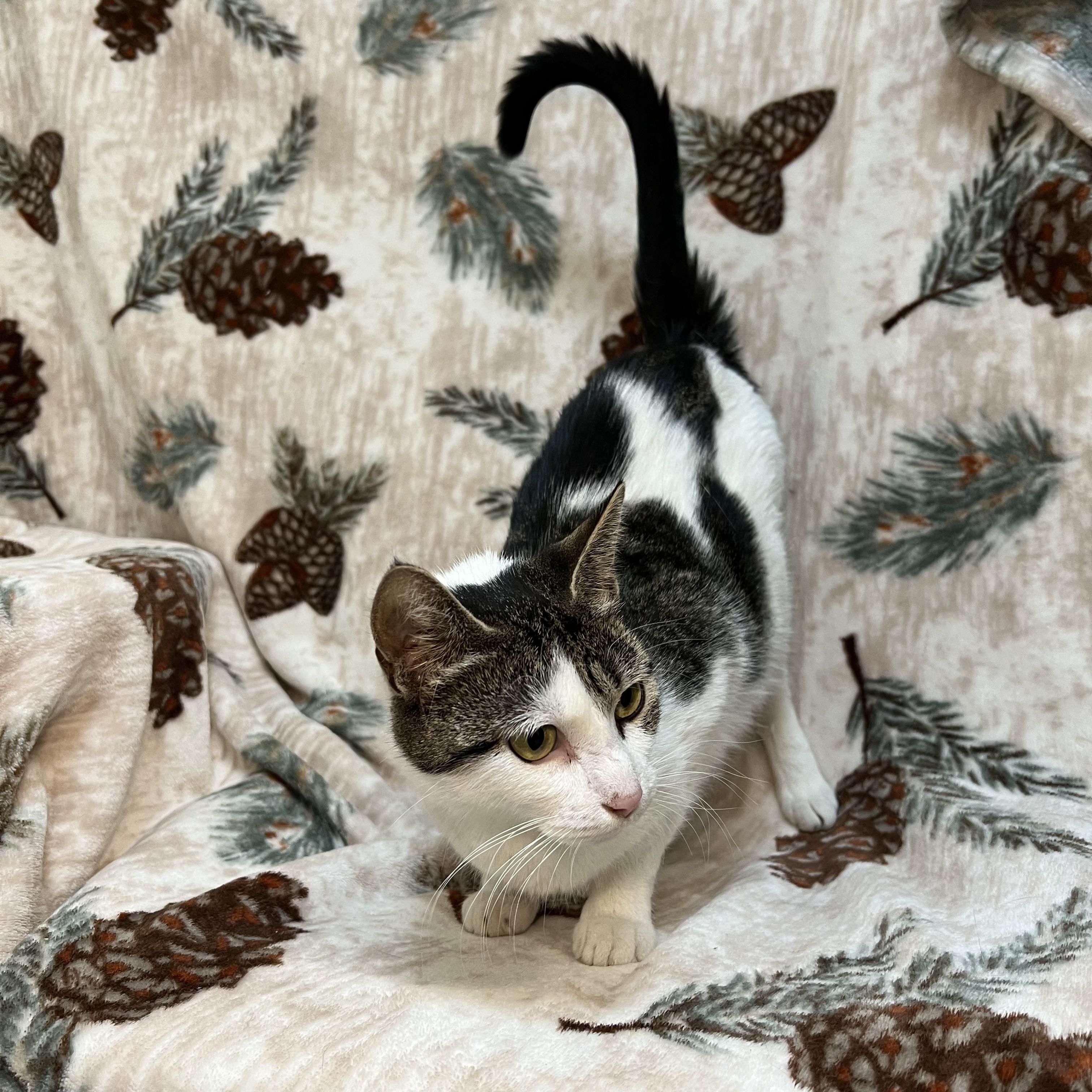 Enlarge Partridge, a ADOPTABLE Domestic Short Hair in Fairmont, MN image 3/6