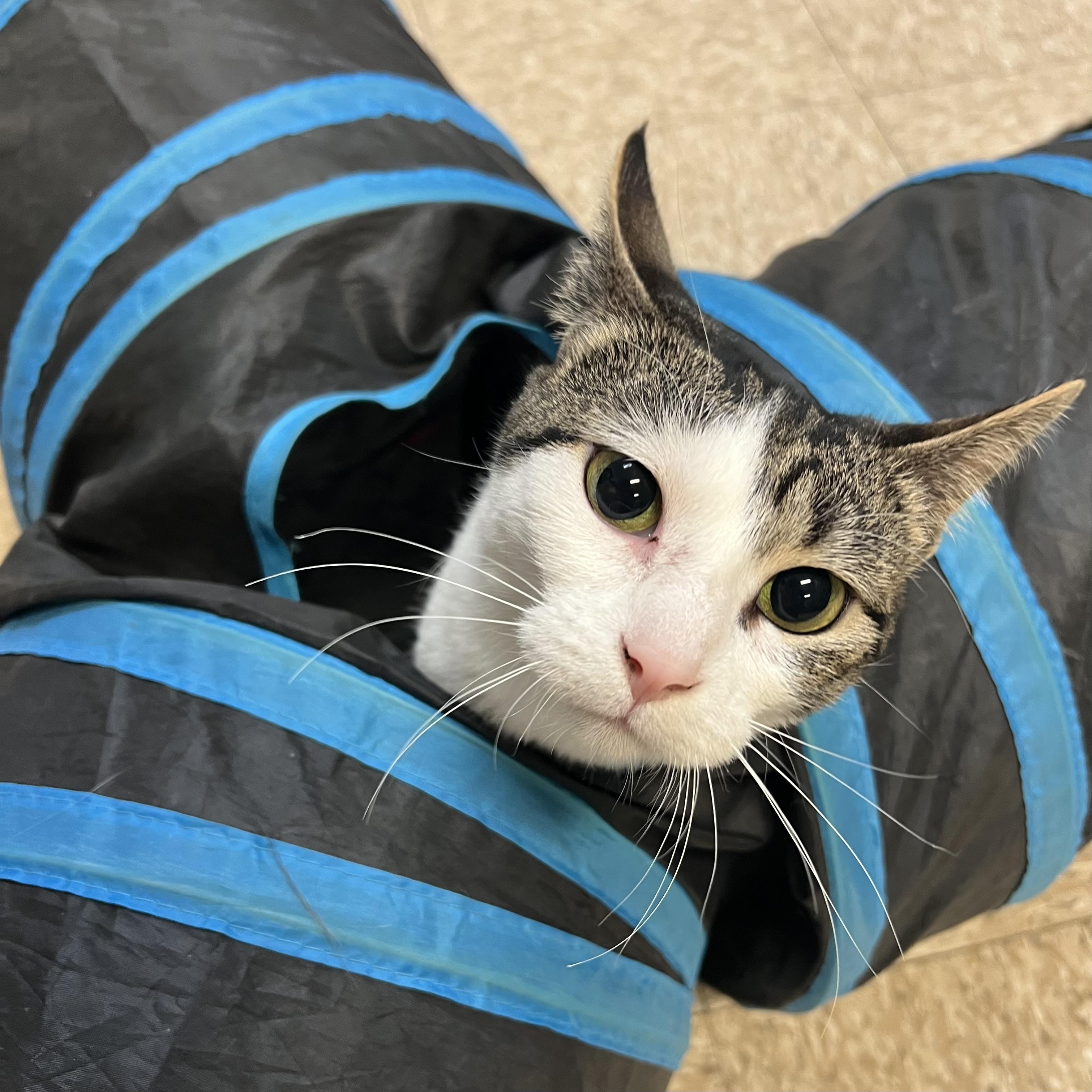 Enlarge Partridge, a ADOPTABLE Domestic Short Hair in Fairmont, MN image 1/6