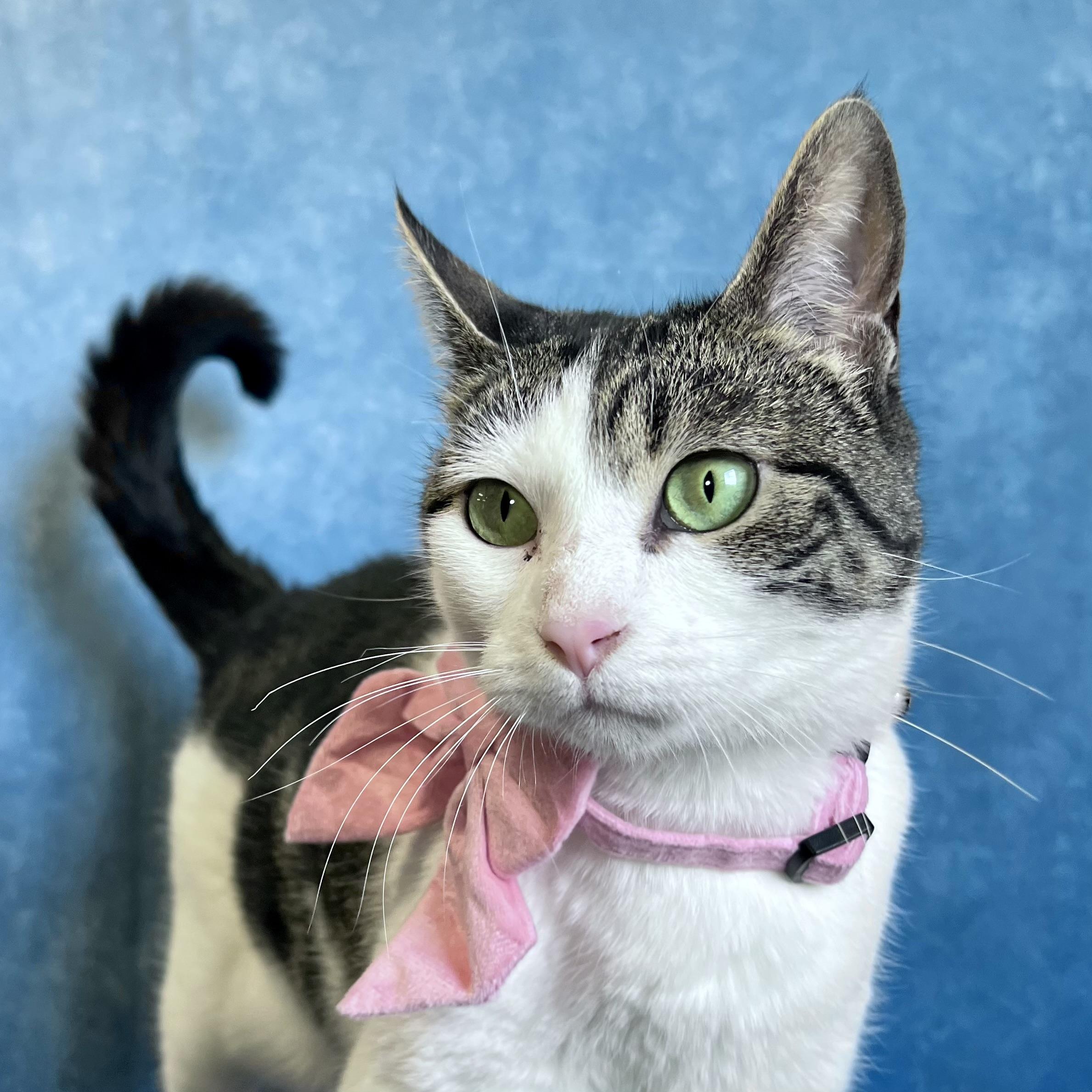 Enlarge Partridge - NO FEE (Sponsored by Marina Lodge Lakeside Pub), a ADOPTABLE Domestic Short Hair in Fairmont, MN image 2/6
