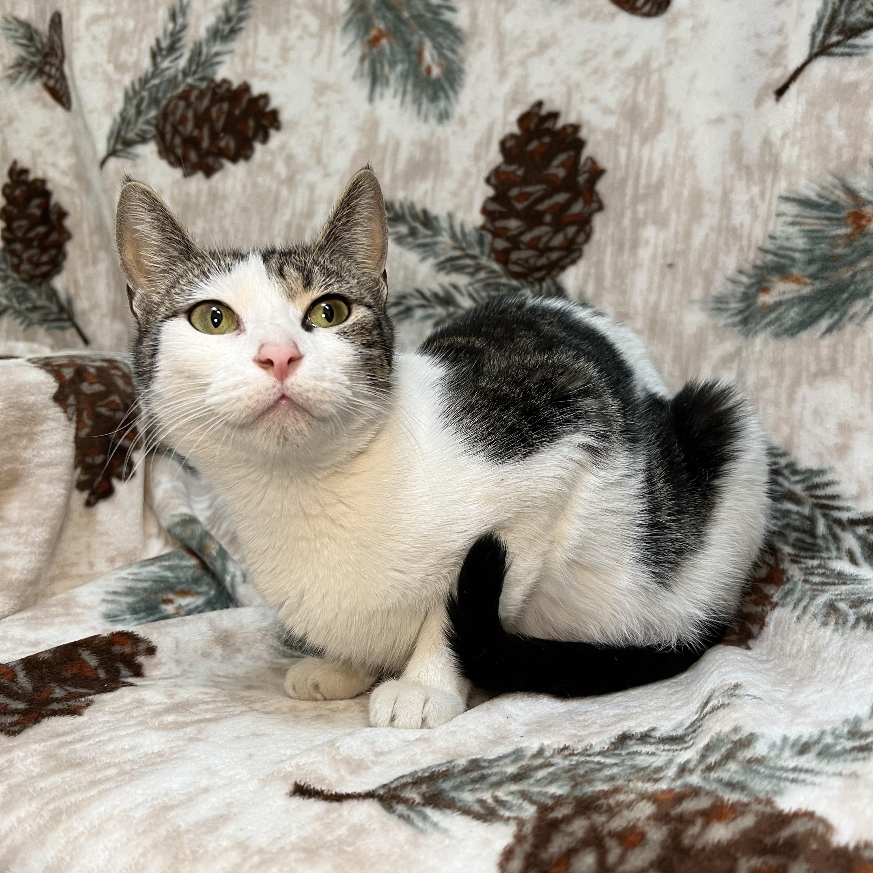 Enlarge Partridge, a ADOPTABLE Domestic Short Hair in Fairmont, MN image 6/6