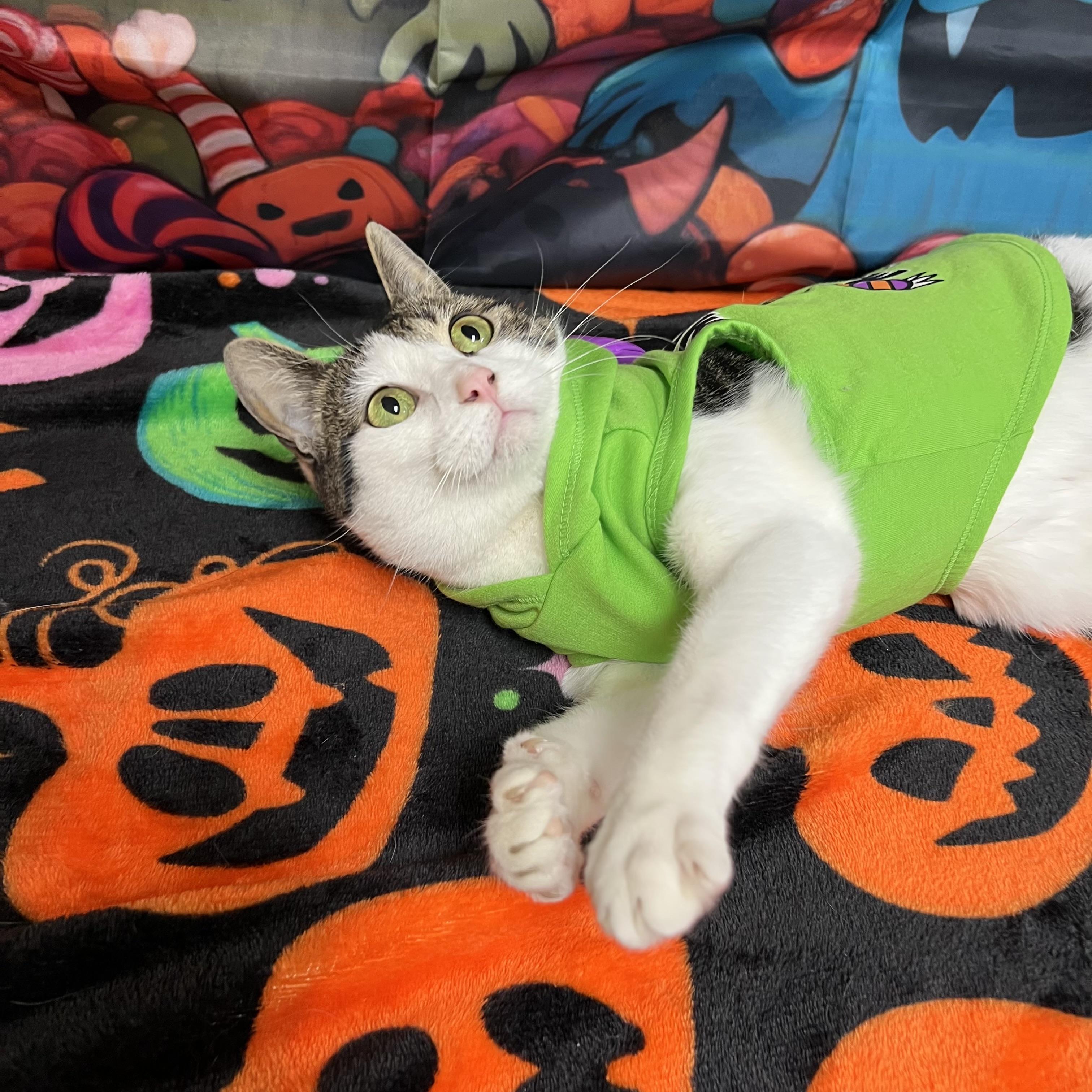 Enlarge Partridge - NO FEE (Sponsored by Marina Lodge Lakeside Pub), a Adoptable Domestic Short Hair in Fairmont, MN image 2/6