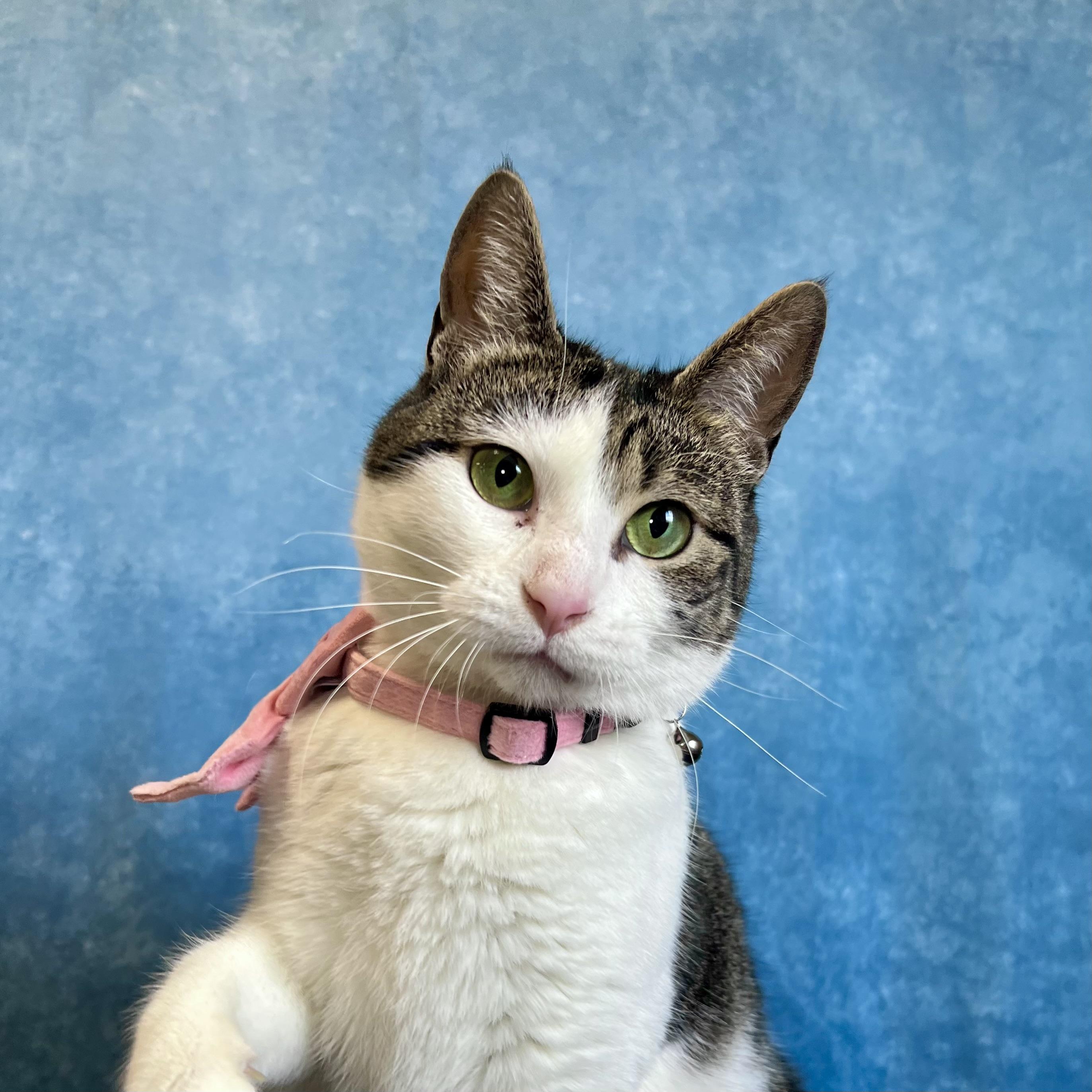 Enlarge Partridge - NO FEE (Sponsored by Marina Lodge Lakeside Pub), a ADOPTABLE Domestic Short Hair in Fairmont, MN image 1/6