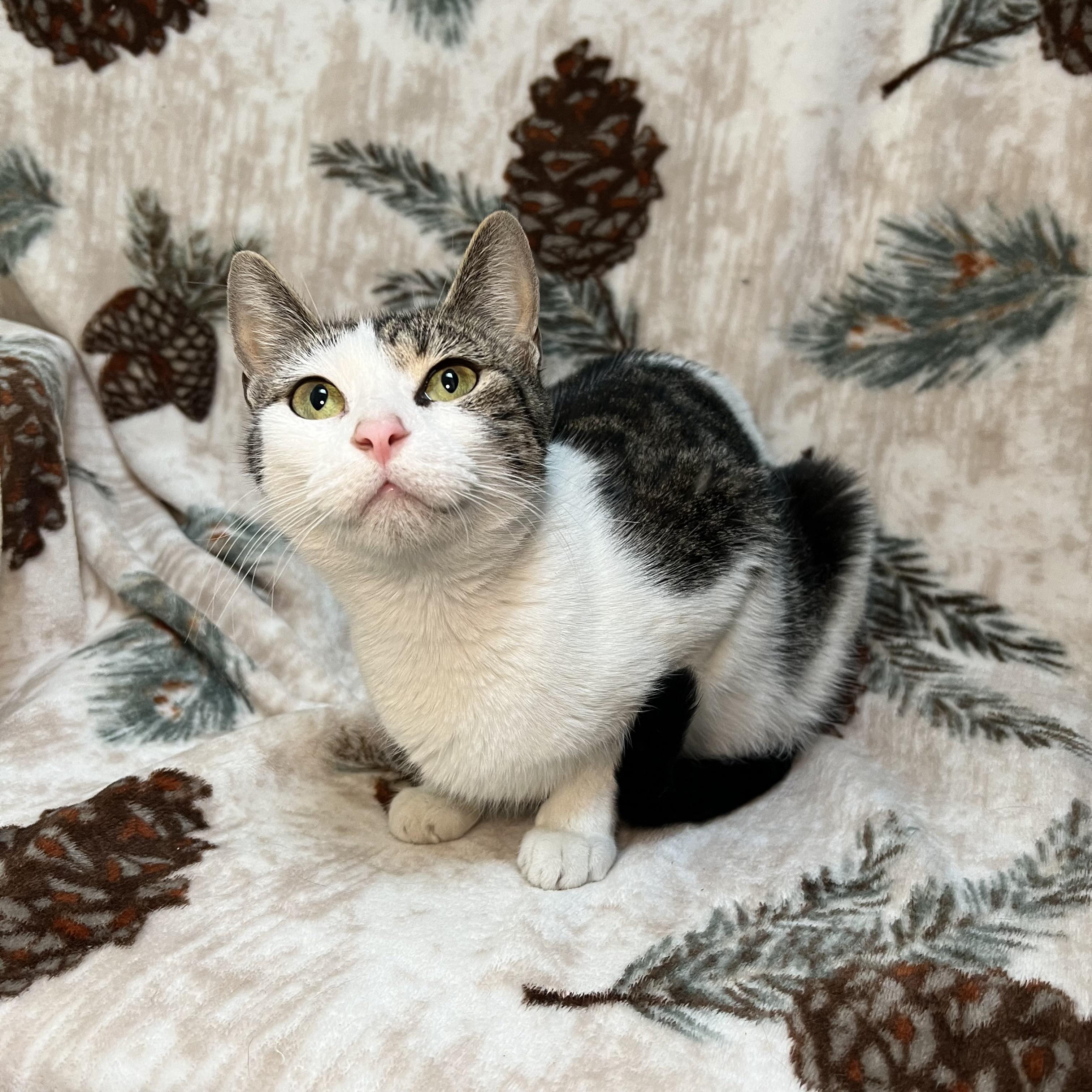 Partridge, ADOPTABLE, Adult Female Domestic Short Hair.