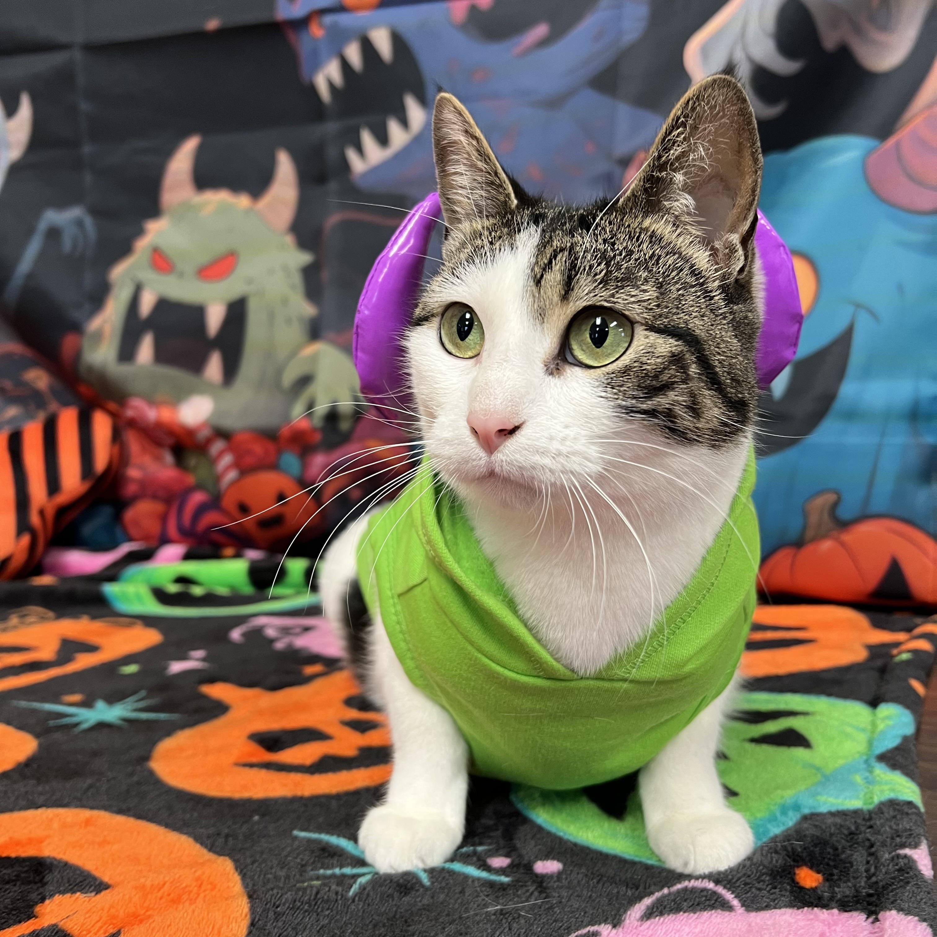 Enlarge Partridge - NO FEE (Sponsored by Marina Lodge Lakeside Pub), a Adoptable Domestic Short Hair in Fairmont, MN image 3/6