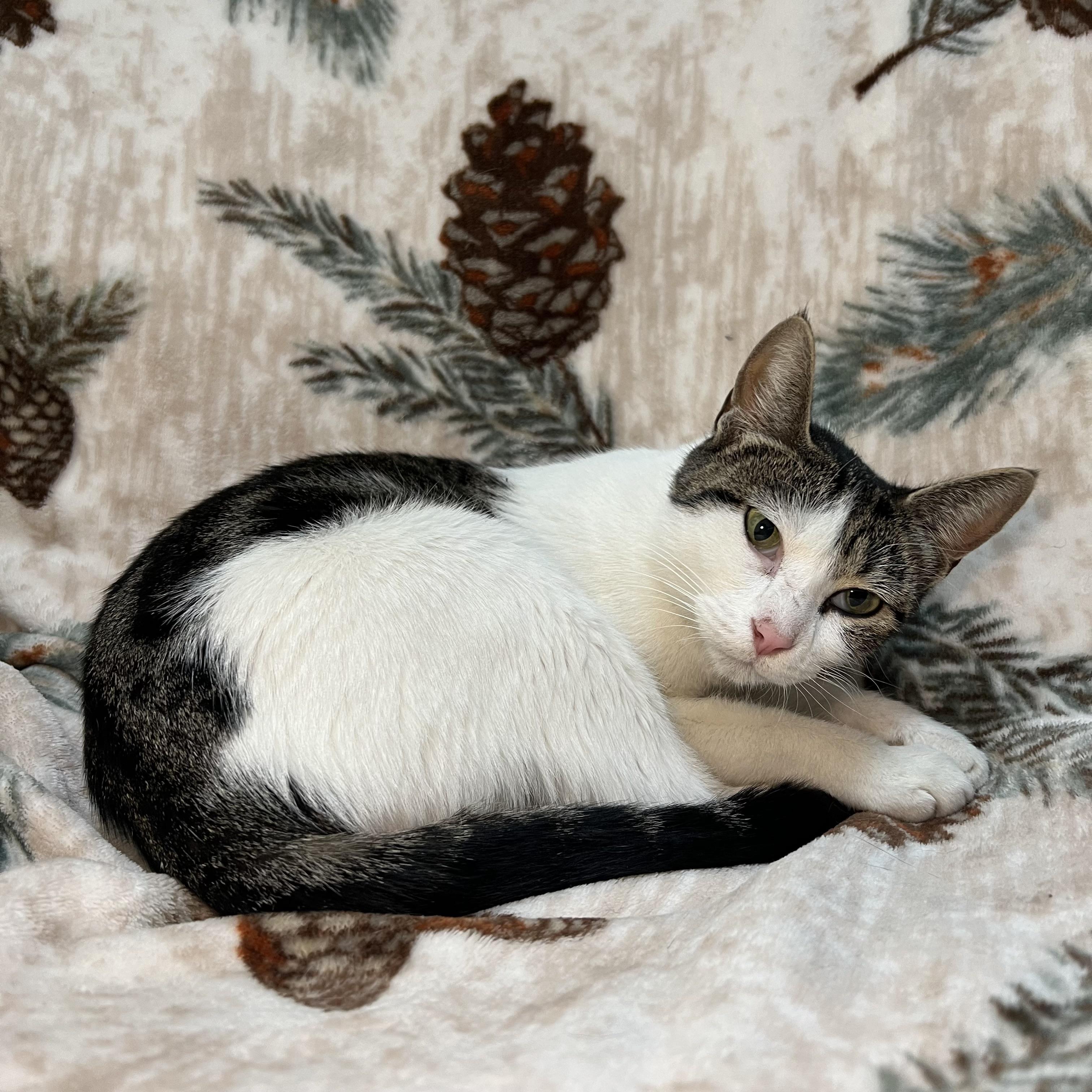 Enlarge Partridge, a ADOPTABLE Domestic Short Hair in Fairmont, MN image 4/6