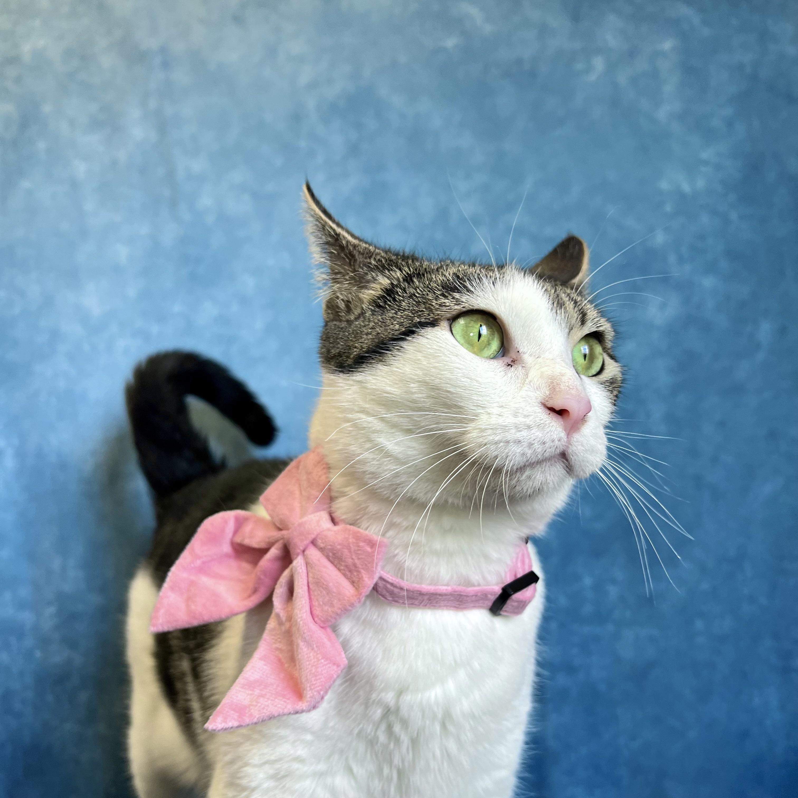 Enlarge Partridge - NO FEE (Sponsored by Marina Lodge Lakeside Pub), a ADOPTABLE Domestic Short Hair in Fairmont, MN image 5/6