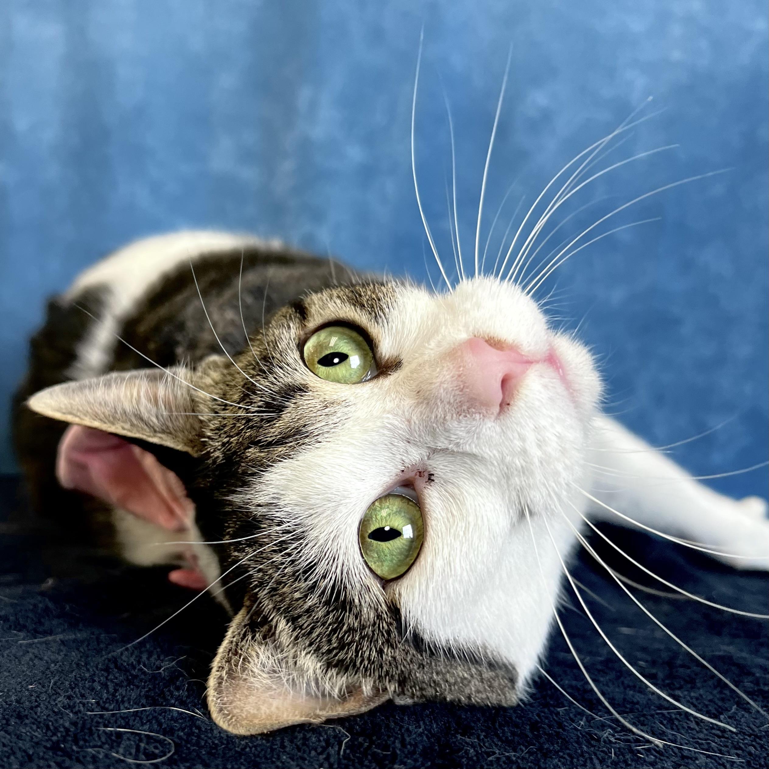 Enlarge Partridge - NO FEE (Sponsored by Marina Lodge Lakeside Pub), a ADOPTABLE Domestic Short Hair in Fairmont, MN image 3/6