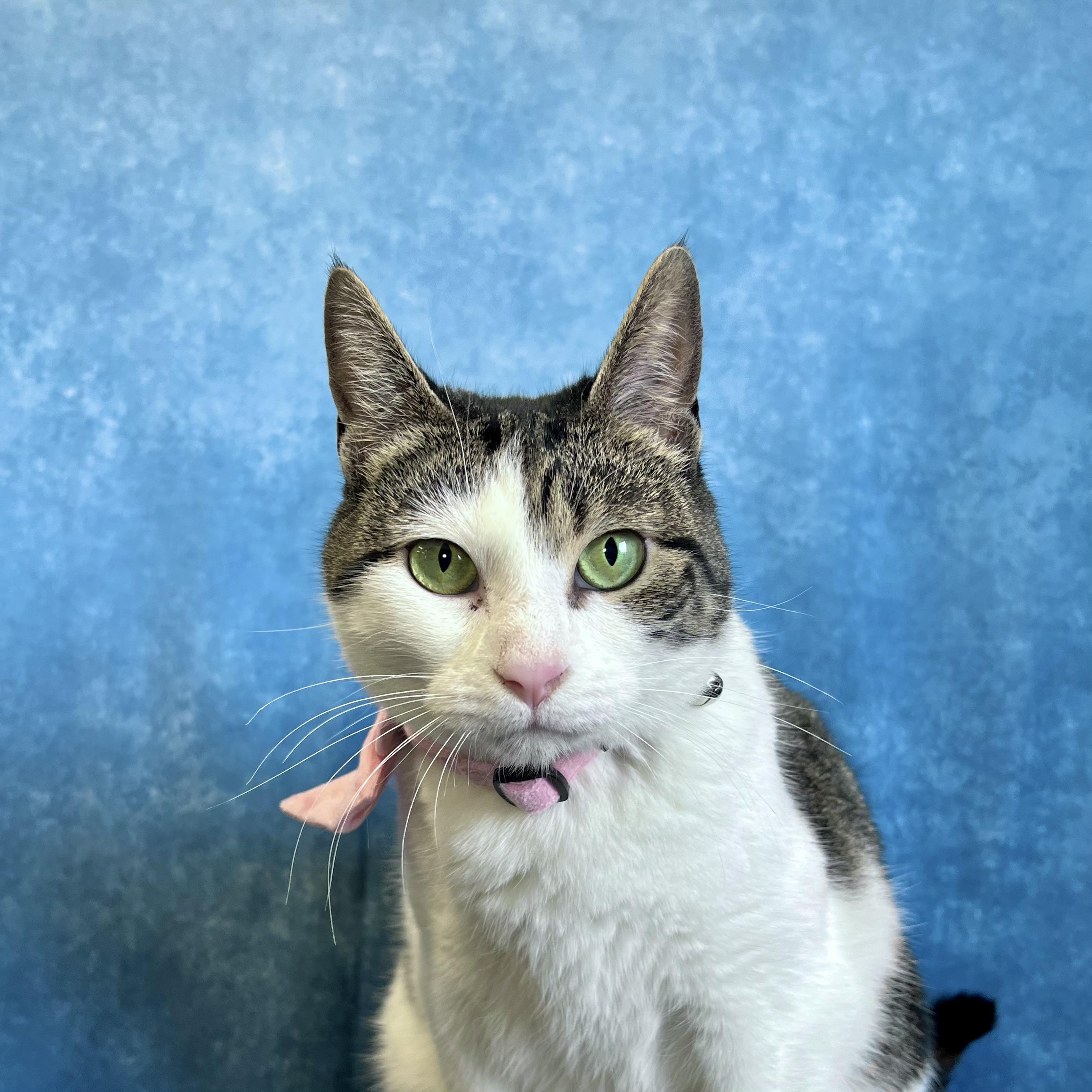 Enlarge Partridge - NO FEE (Sponsored by Marina Lodge Lakeside Pub), a ADOPTABLE Domestic Short Hair in Fairmont, MN image 4/6
