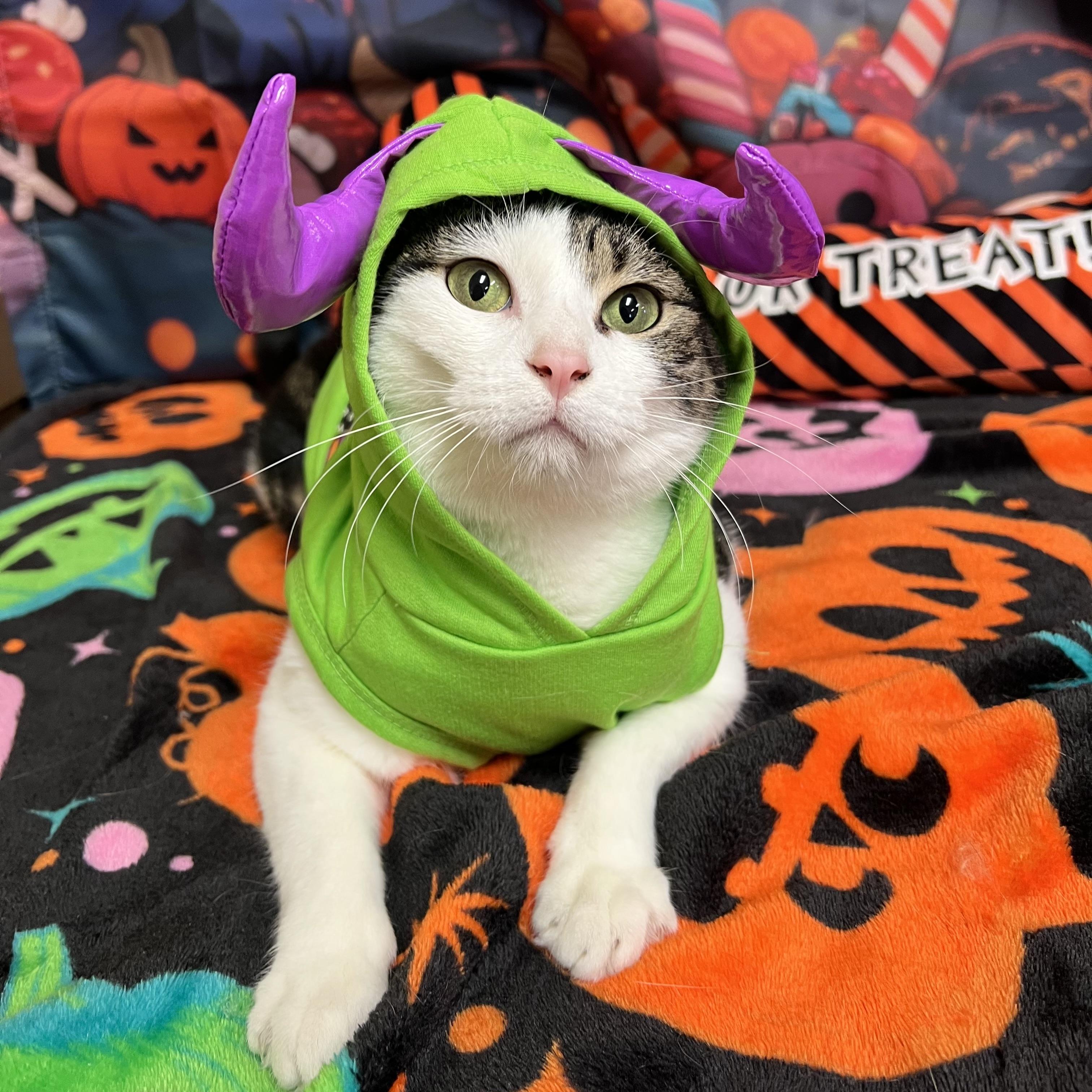 Partridge - NO FEE (Sponsored by Marina Lodge Lakeside Pub), Adoptable, Adult Female Domestic Short Hair.