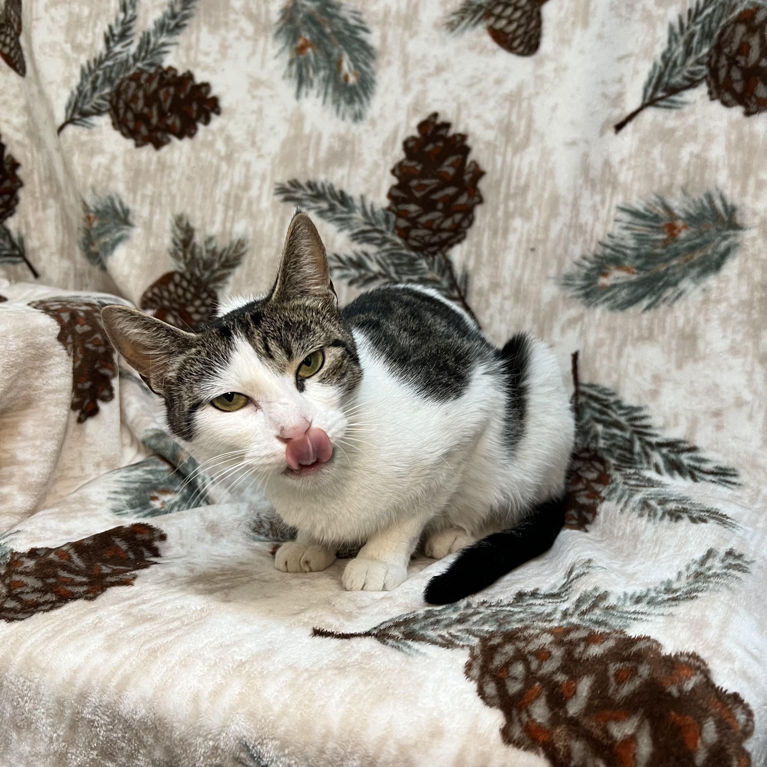 Enlarge Partridge, a ADOPTABLE Domestic Short Hair in Fairmont, MN image 5/6