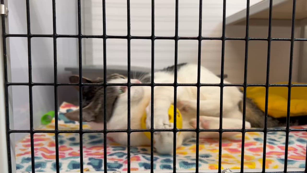 Enlarge Partridge, a ADOPTABLE Domestic Short Hair in Fairmont, MN video 2/6