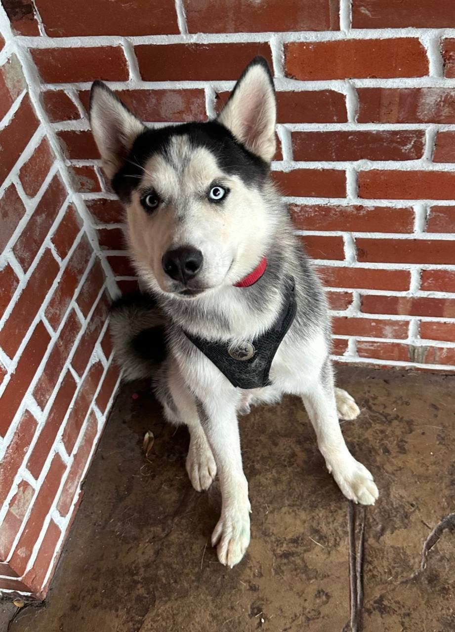 Enlarge Everest, a Adopted Siberian Husky in Carrollton, TX image 1/3