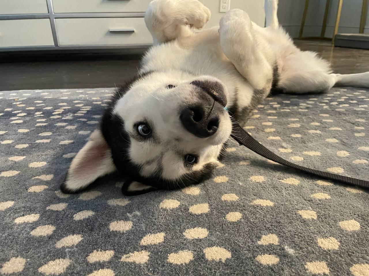 Enlarge Everest, a Adopted Siberian Husky in Carrollton, TX image 2/3