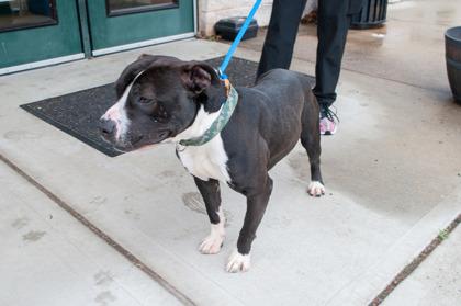 JayZ, a Adoptable mixed breed in Hamilton, NJ image 1/3