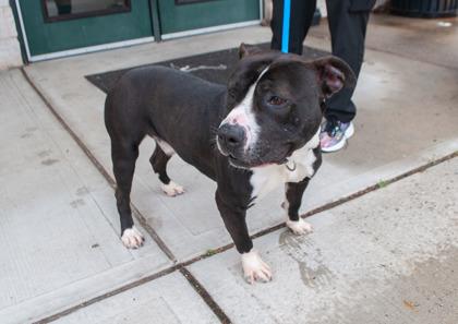 JayZ, a Adoptable mixed breed in Hamilton, NJ image 3/3