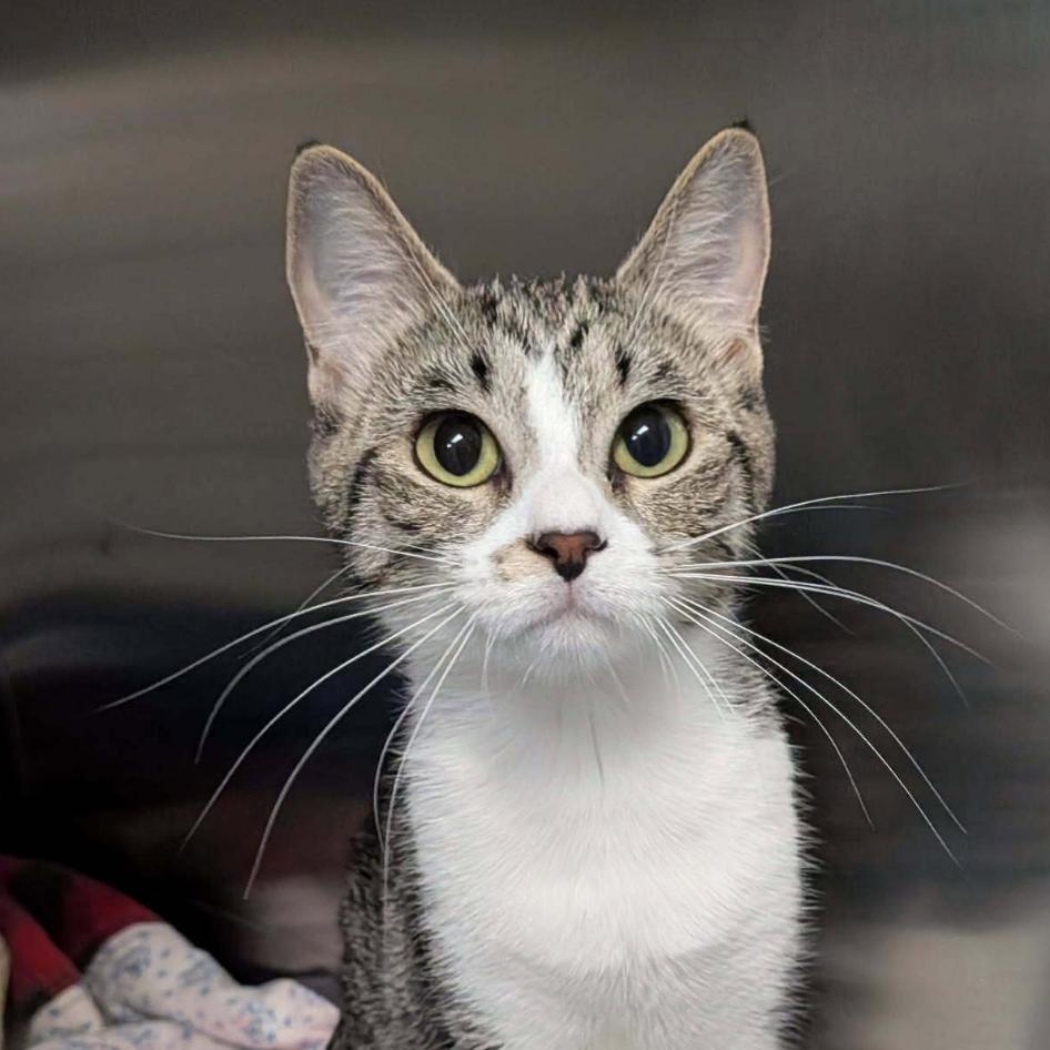 Enlarge Karen, a ADOPTABLE mixed breed in wetaskiwin, AB image 1/1