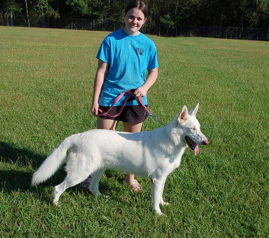 JUSTICE, a ADOPTABLE German Shepherd Dog in Preston, CT image 2/6
