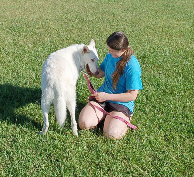 JUSTICE, a ADOPTABLE German Shepherd Dog in Preston, CT image 4/6