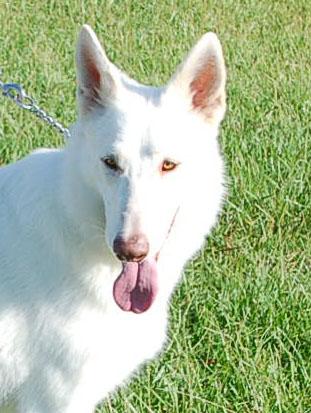 JUSTICE, ADOPTABLE, Young Female German Shepherd Dog.