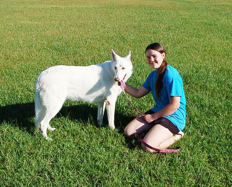 JUSTICE, a ADOPTABLE German Shepherd Dog in Preston, CT image 6/6