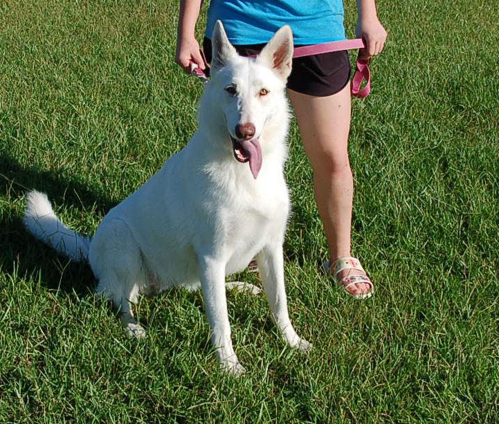 JUSTICE, a ADOPTABLE German Shepherd Dog in Preston, CT image 5/6