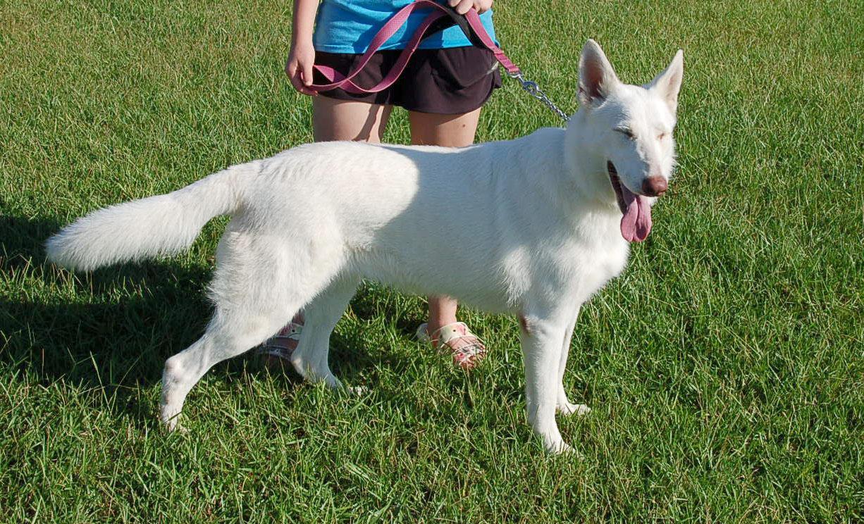 JUSTICE, a ADOPTABLE German Shepherd Dog in Preston, CT image 3/6