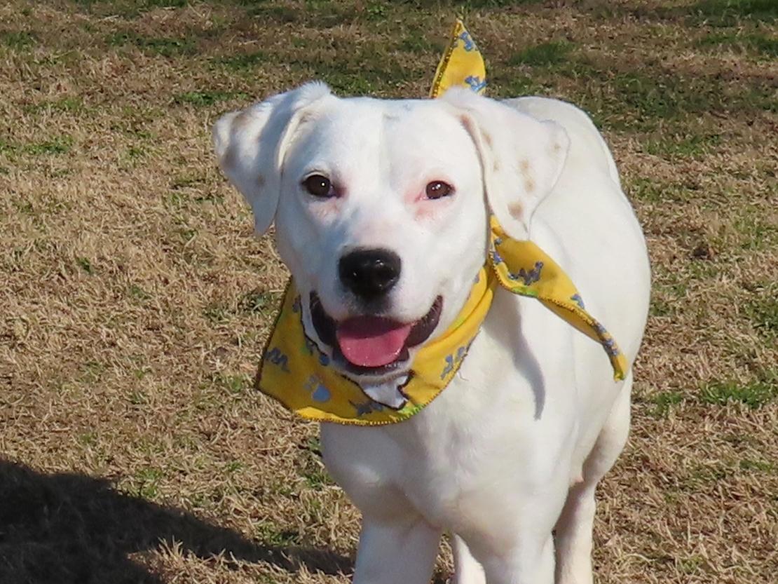 Enlarge Lyra  25C-328, a ADOPTABLE mixed breed in Rogers, AR image 1/5