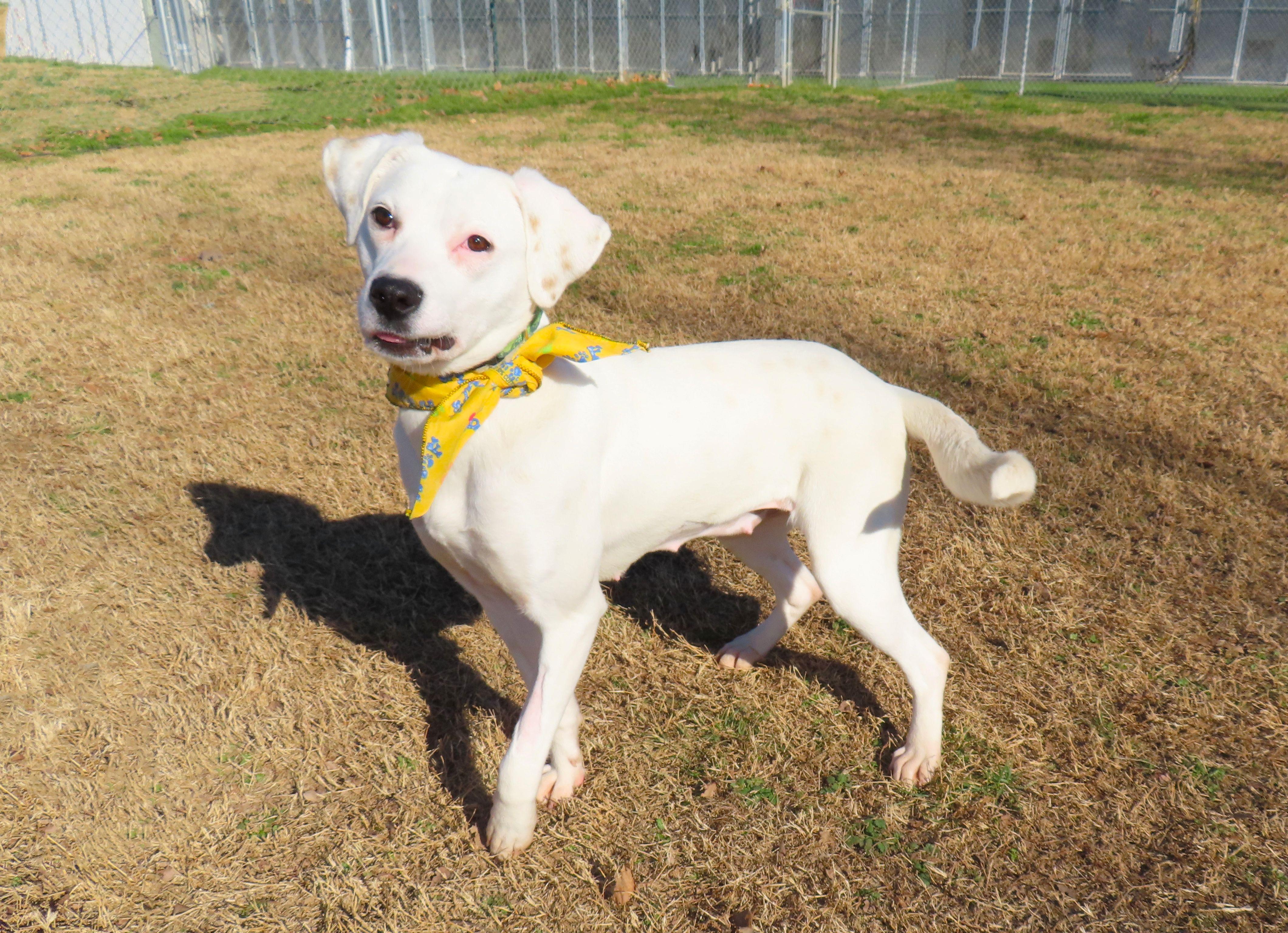 Enlarge Lyra  25C-328, a ADOPTABLE mixed breed in Rogers, AR image 4/5
