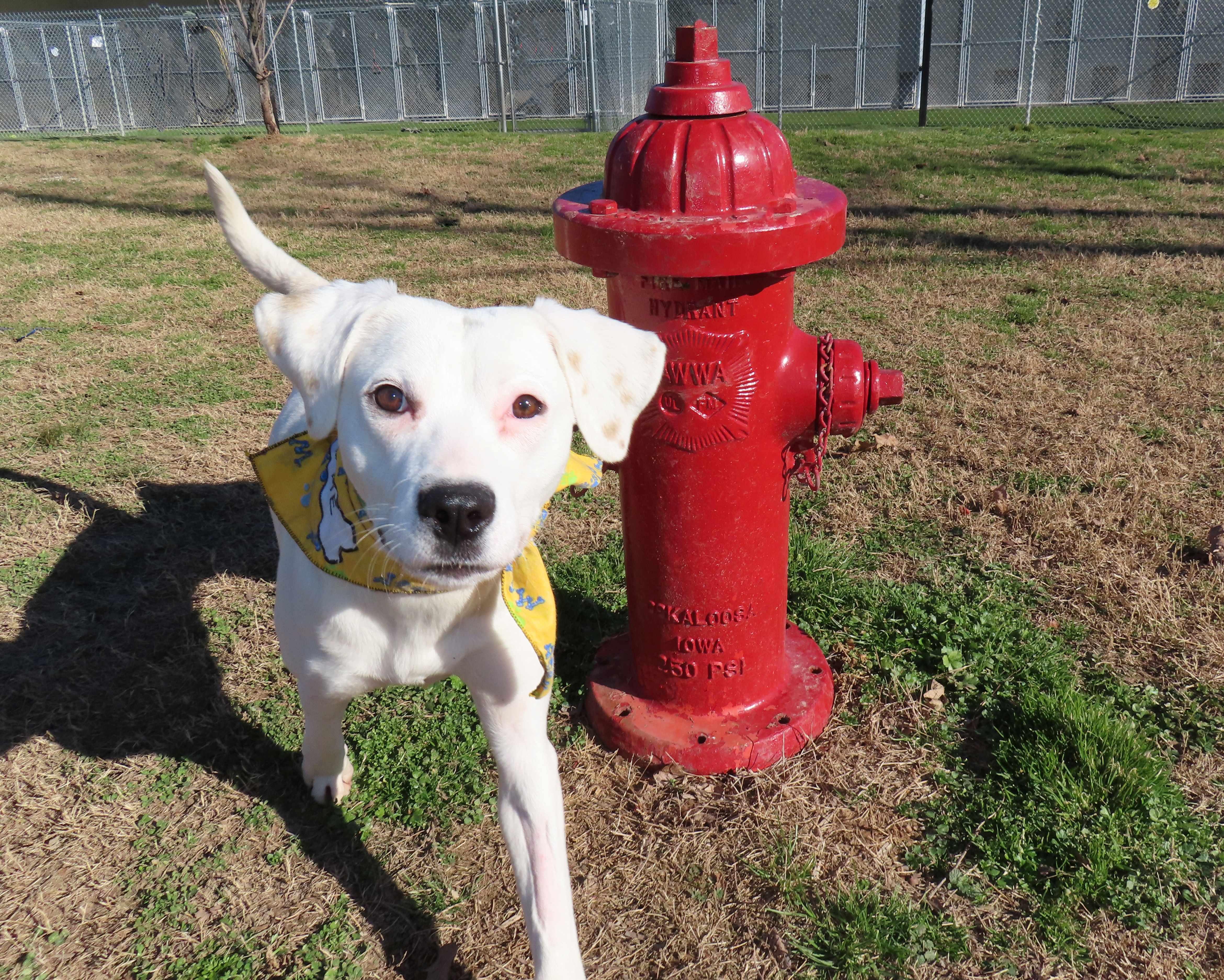 Enlarge Lyra  25C-328, a ADOPTABLE mixed breed in Rogers, AR image 3/5