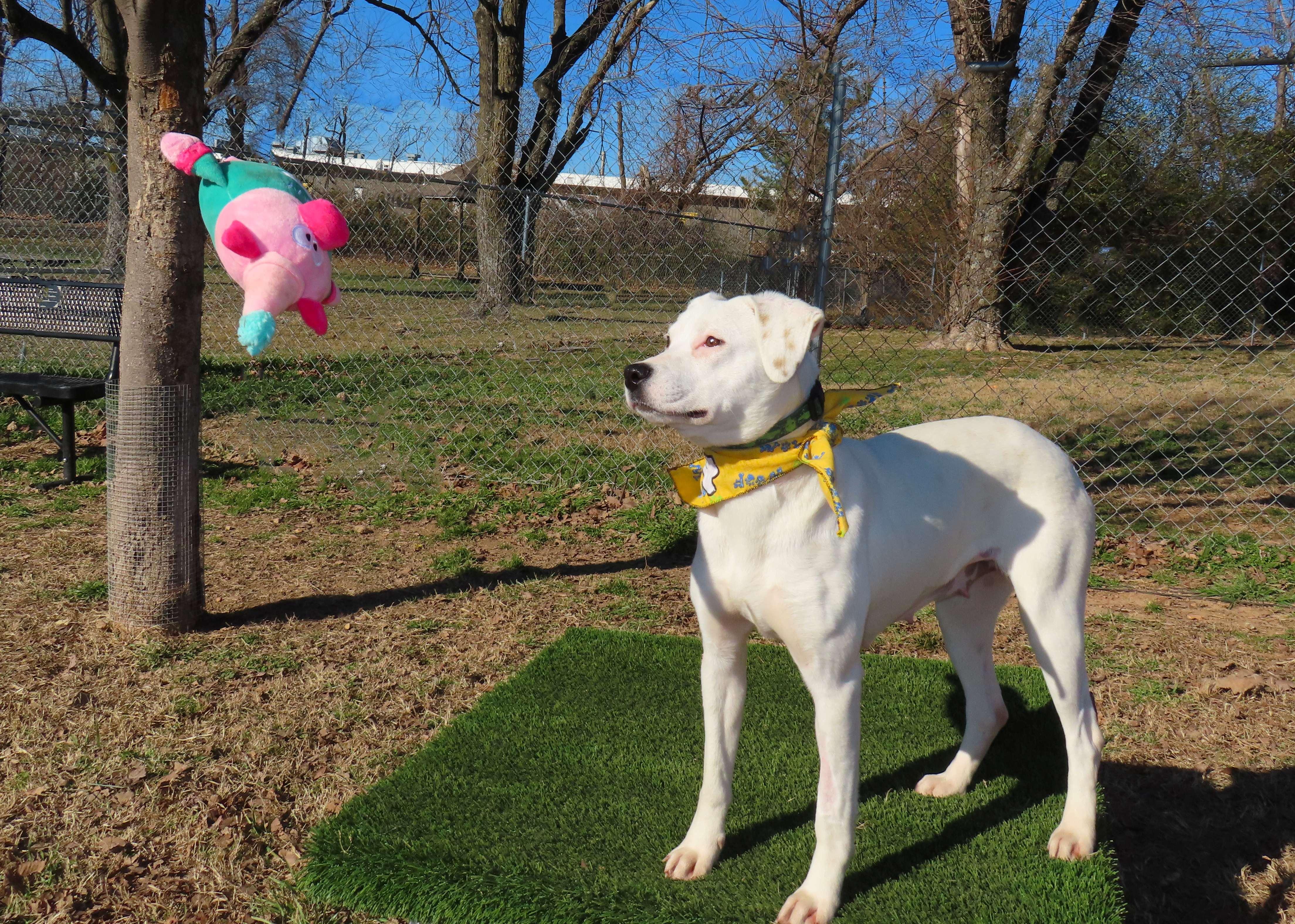 Enlarge Lyra  25C-328, a ADOPTABLE mixed breed in Rogers, AR image 5/5