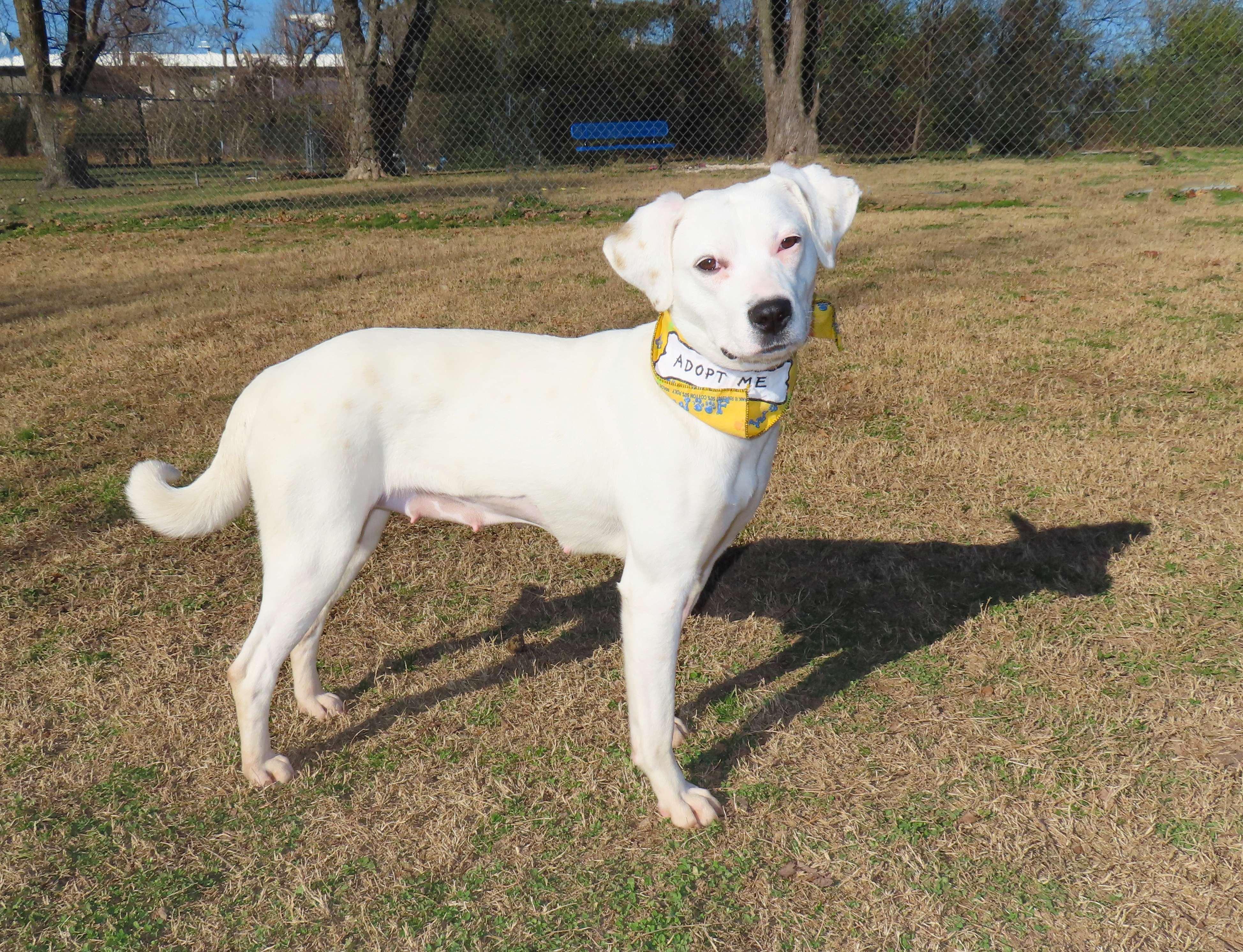 Enlarge Lyra  25C-328, a ADOPTABLE mixed breed in Rogers, AR image 2/5