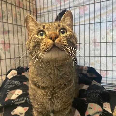 Enlarge Ash, a Adoptable Domestic Short Hair in Grass Valley, CA image 1/1