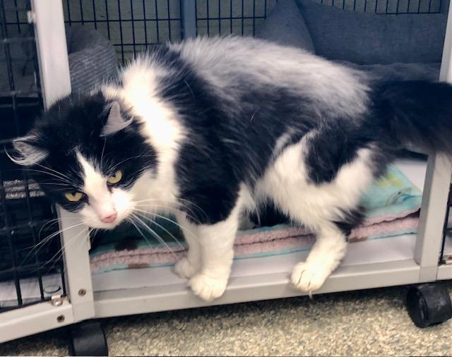 Penny & Rosie, Adopted, Senior Female Domestic Long Hair.