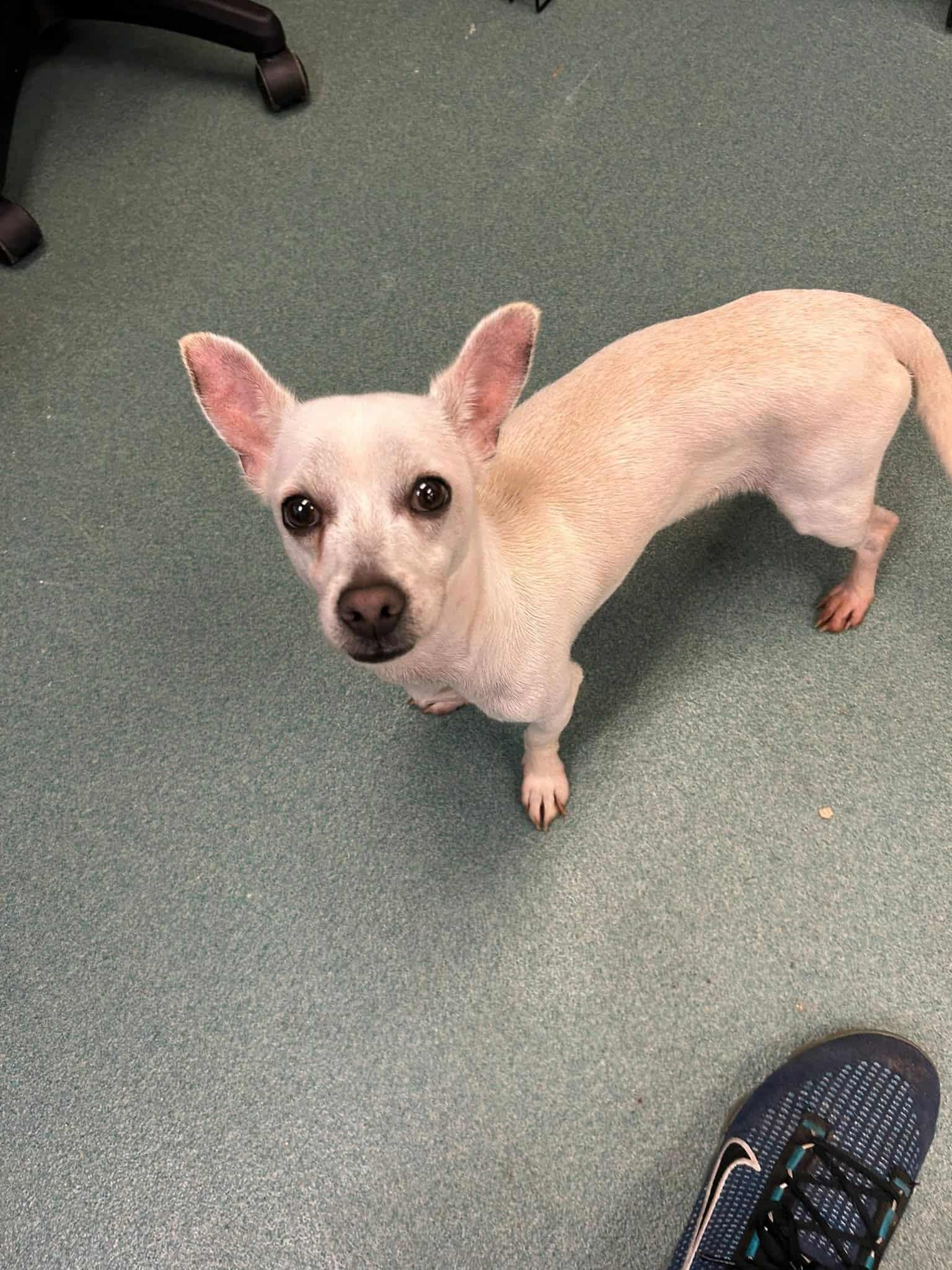 Molecule, a Adopted Chihuahua in Raleigh, NC image 1/2