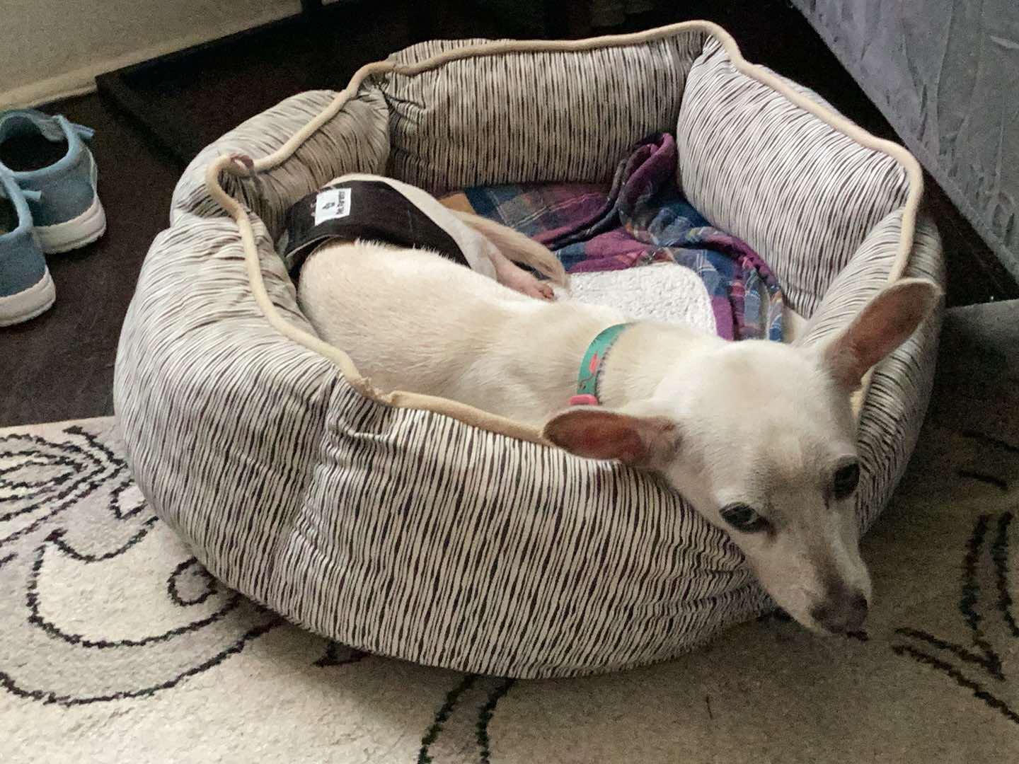 Molecule, a Adopted Chihuahua in Raleigh, NC image 2/2