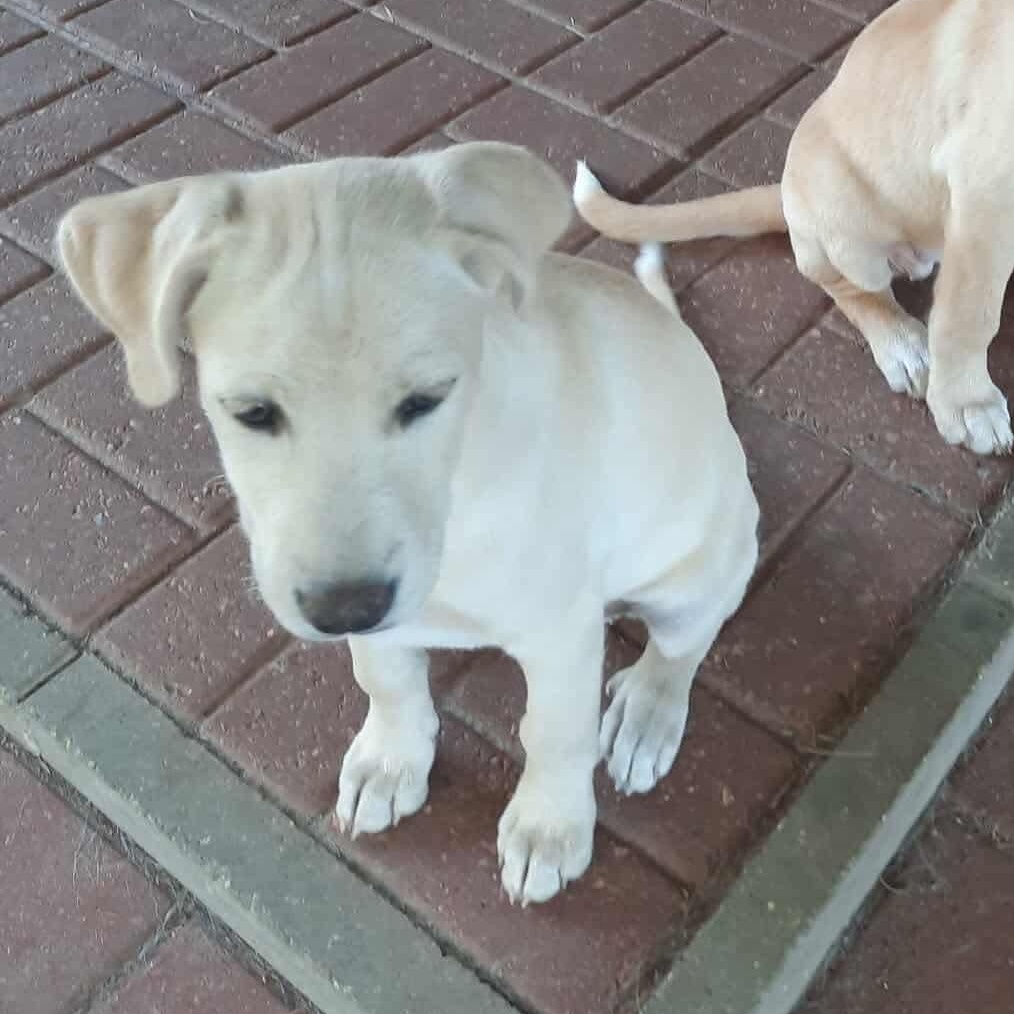 Layla, Adoptable, Puppy Female Labrador Retriever & Husky.
