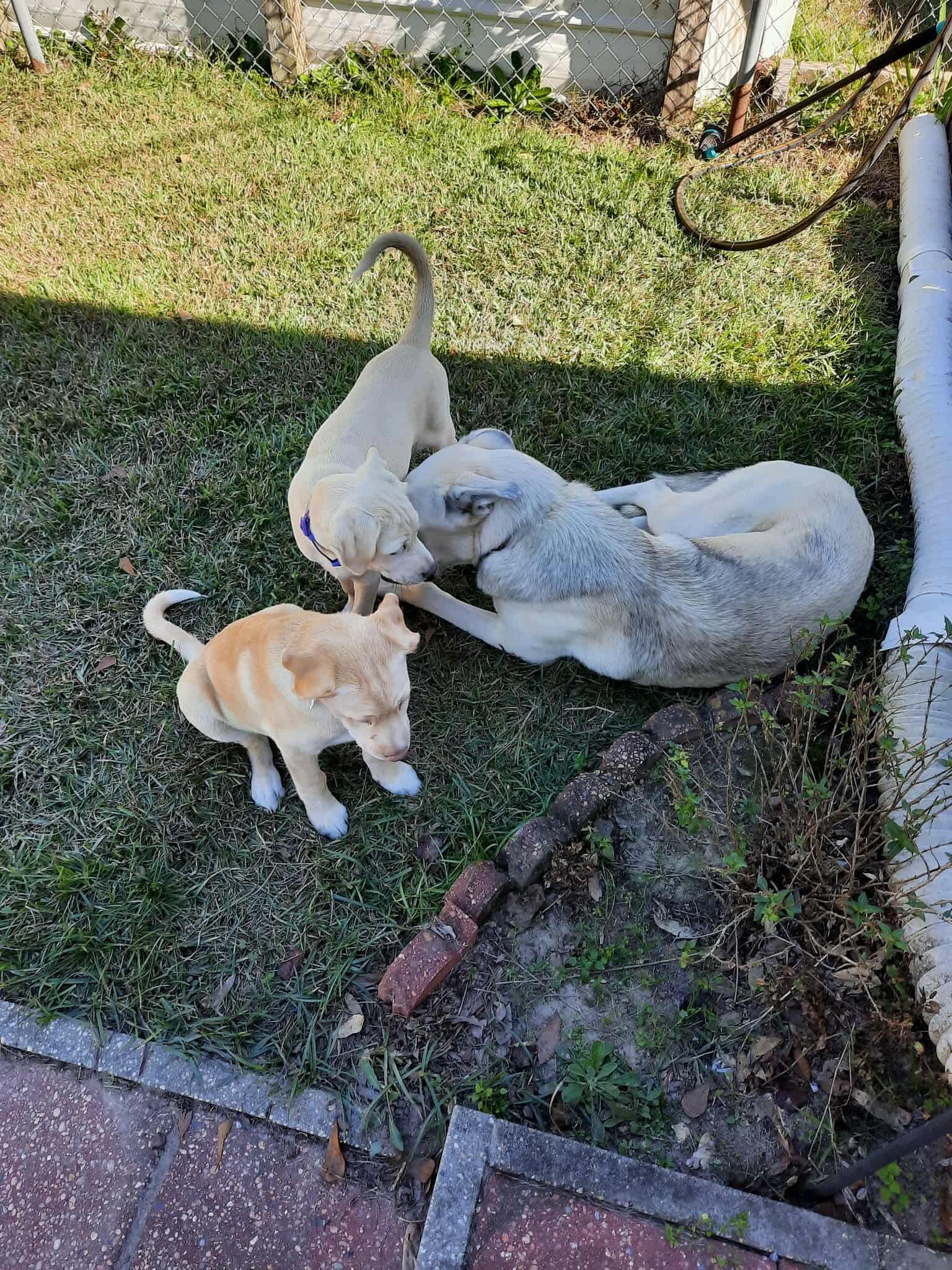 Layla, a Adoptable mixed breed in Foley, AL image 2/3