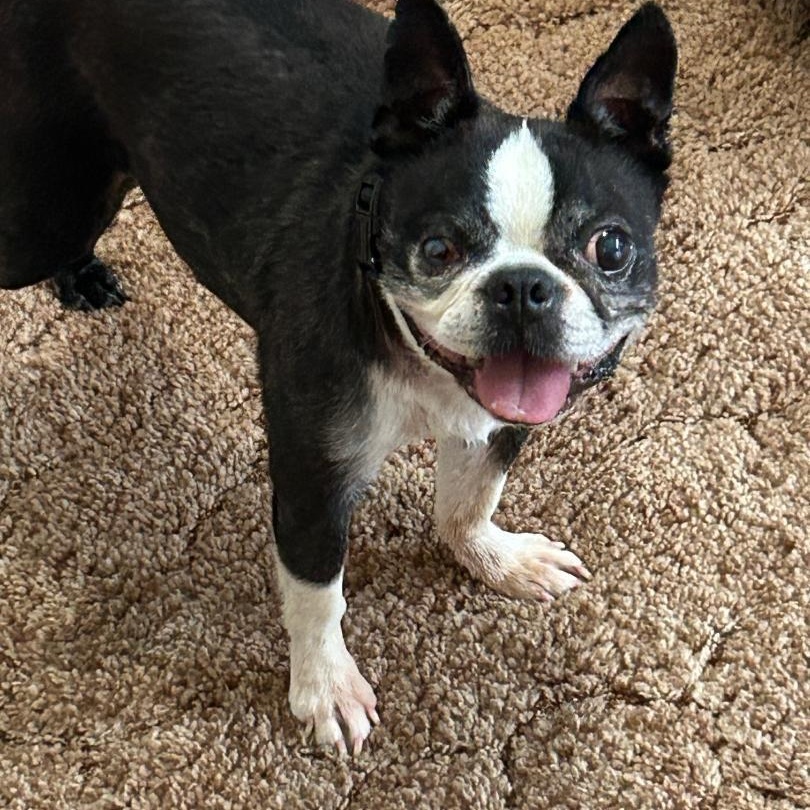 Gunner in KS, a Adoptable Boston Terrier in Wichita, KS image 1/5