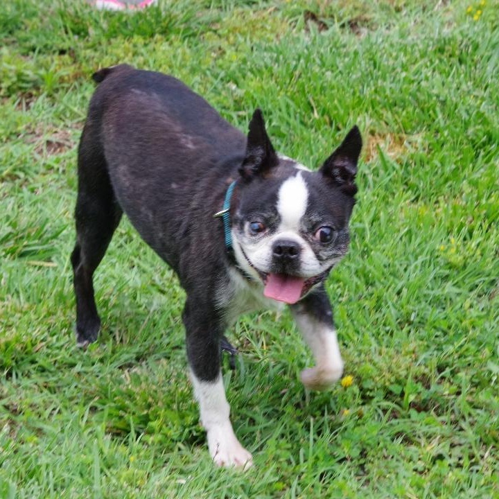 Gunner in KS, a Adoptable Boston Terrier in Wichita, KS image 3/5
