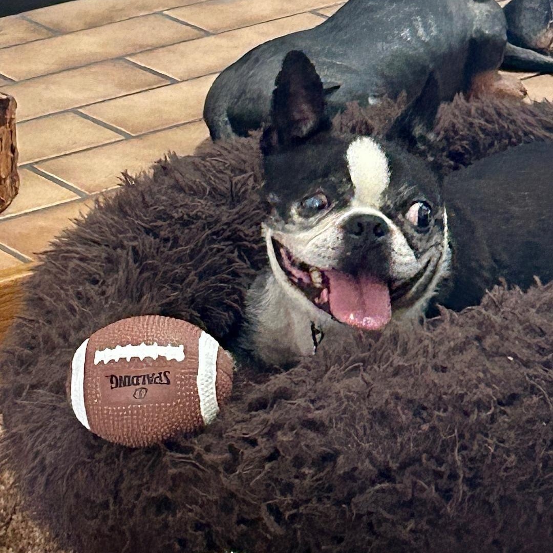 Gunner in KS, a Adoptable Boston Terrier in Wichita, KS image 4/5