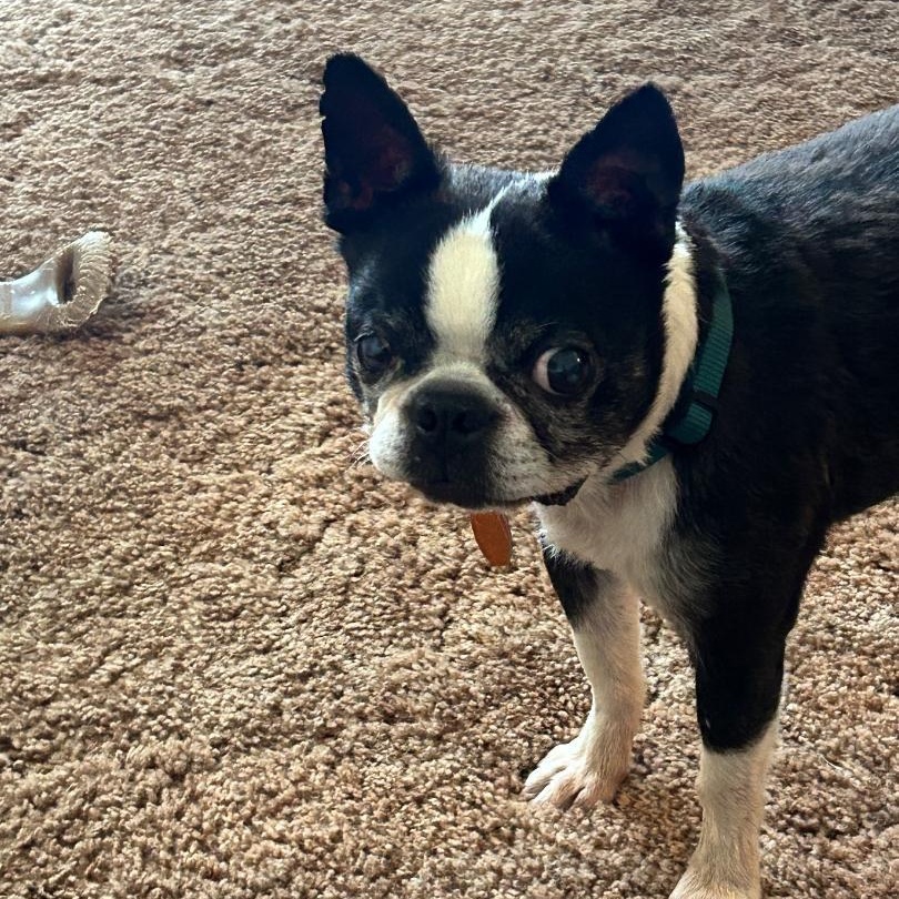 Gunner in KS, a Adoptable Boston Terrier in Wichita, KS image 2/5