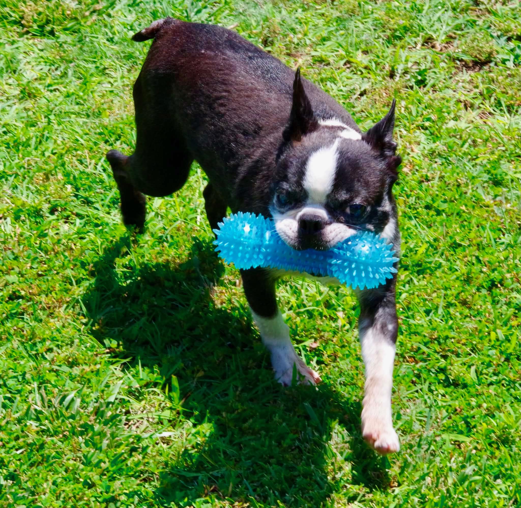 Gunner - Pending, Adoptable, Adult Male Boston Terrier.