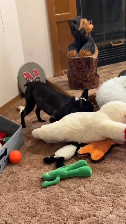 Enlarge Gunner in KS, a Adoptable Boston Terrier in Wichita, KS video 5/5