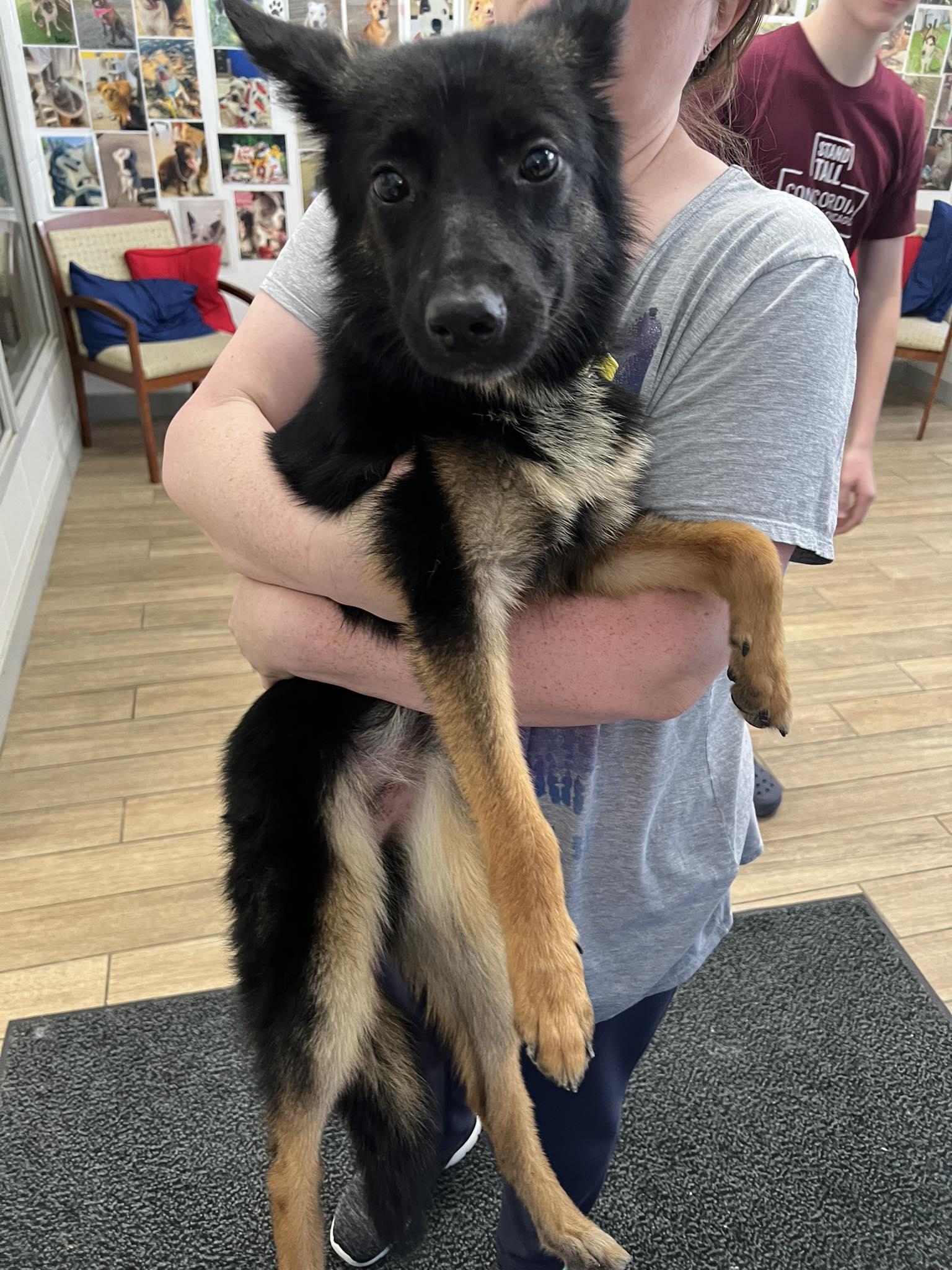 Enlarge lola, a Adopted Belgian Shepherd / Malinois in Richardson, TX image 1/1