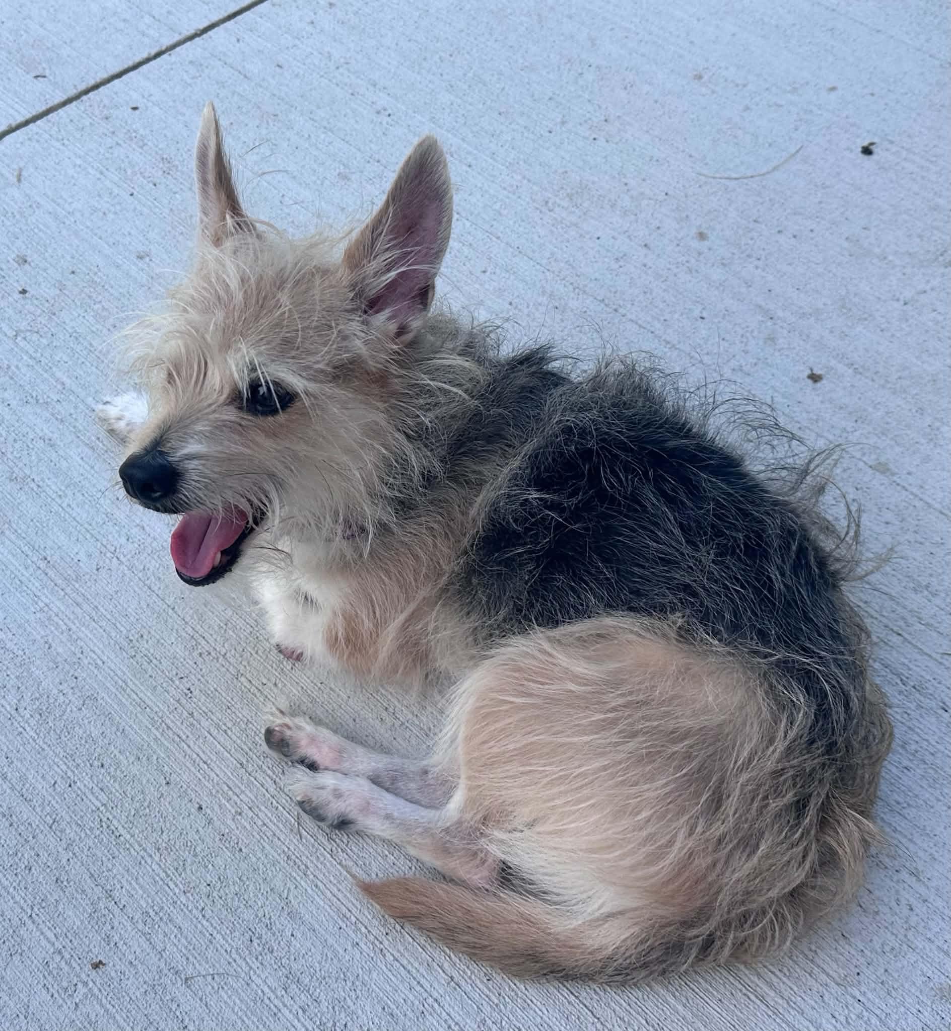 Tinkerbell, a ADOPTABLE Chorkie in Peoria, IL image 1/4